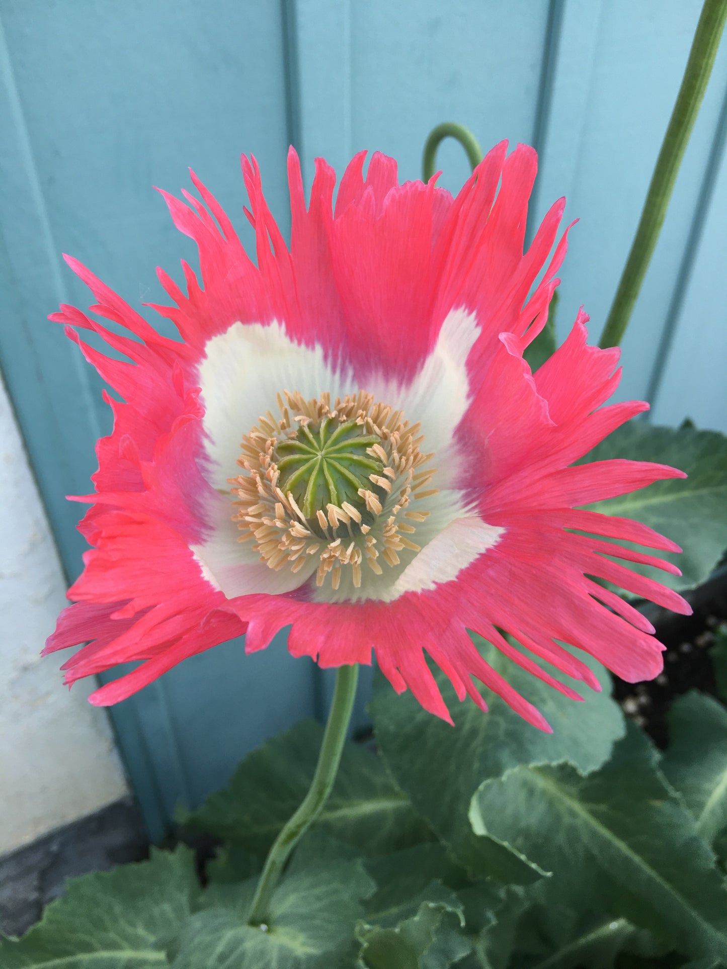Izmir Afghan Pink Special (Galania) Poppy (500+ seeds)