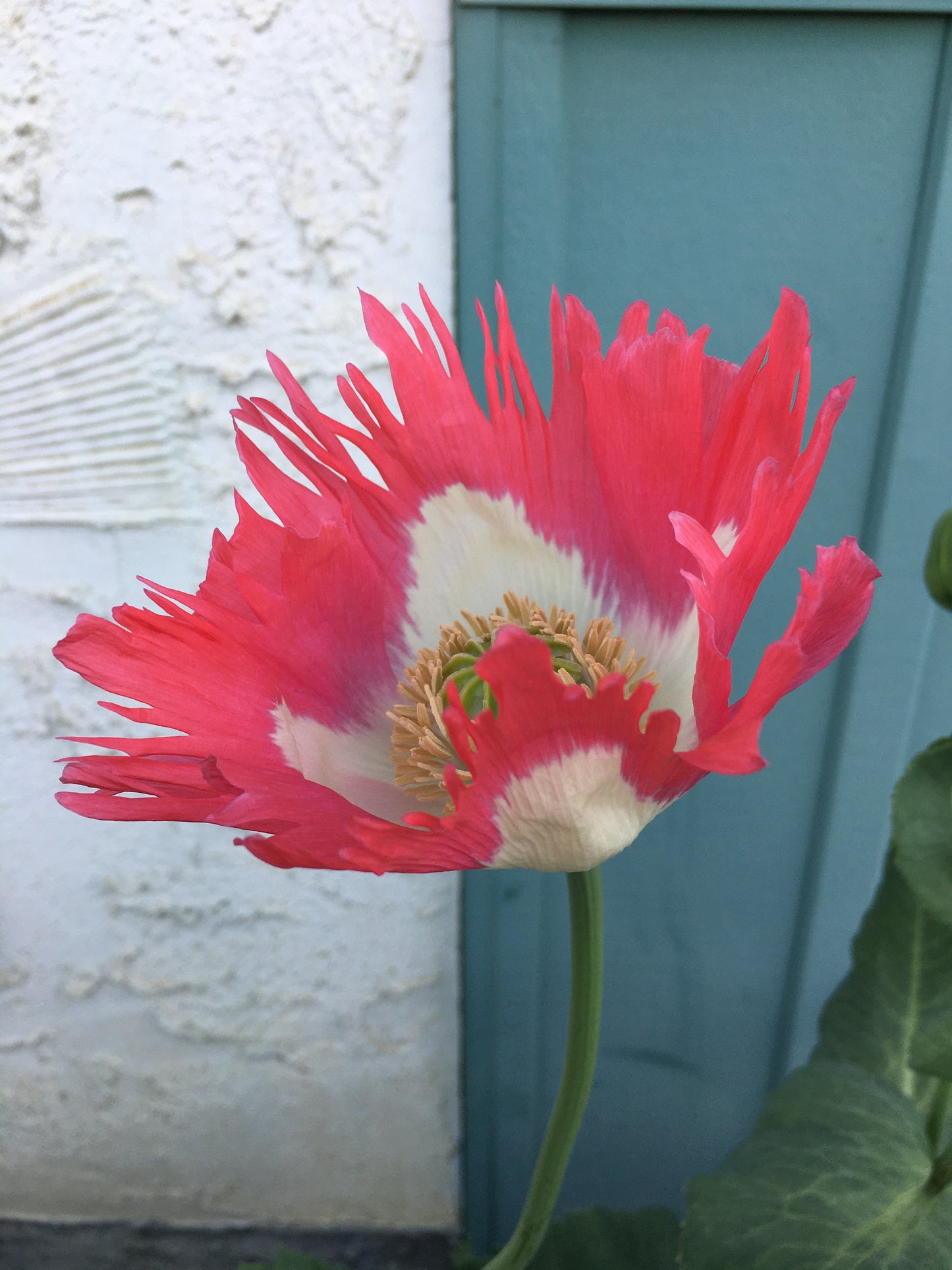 Izmir Afghan Pink Special (Galania) Poppy (500+ seeds)