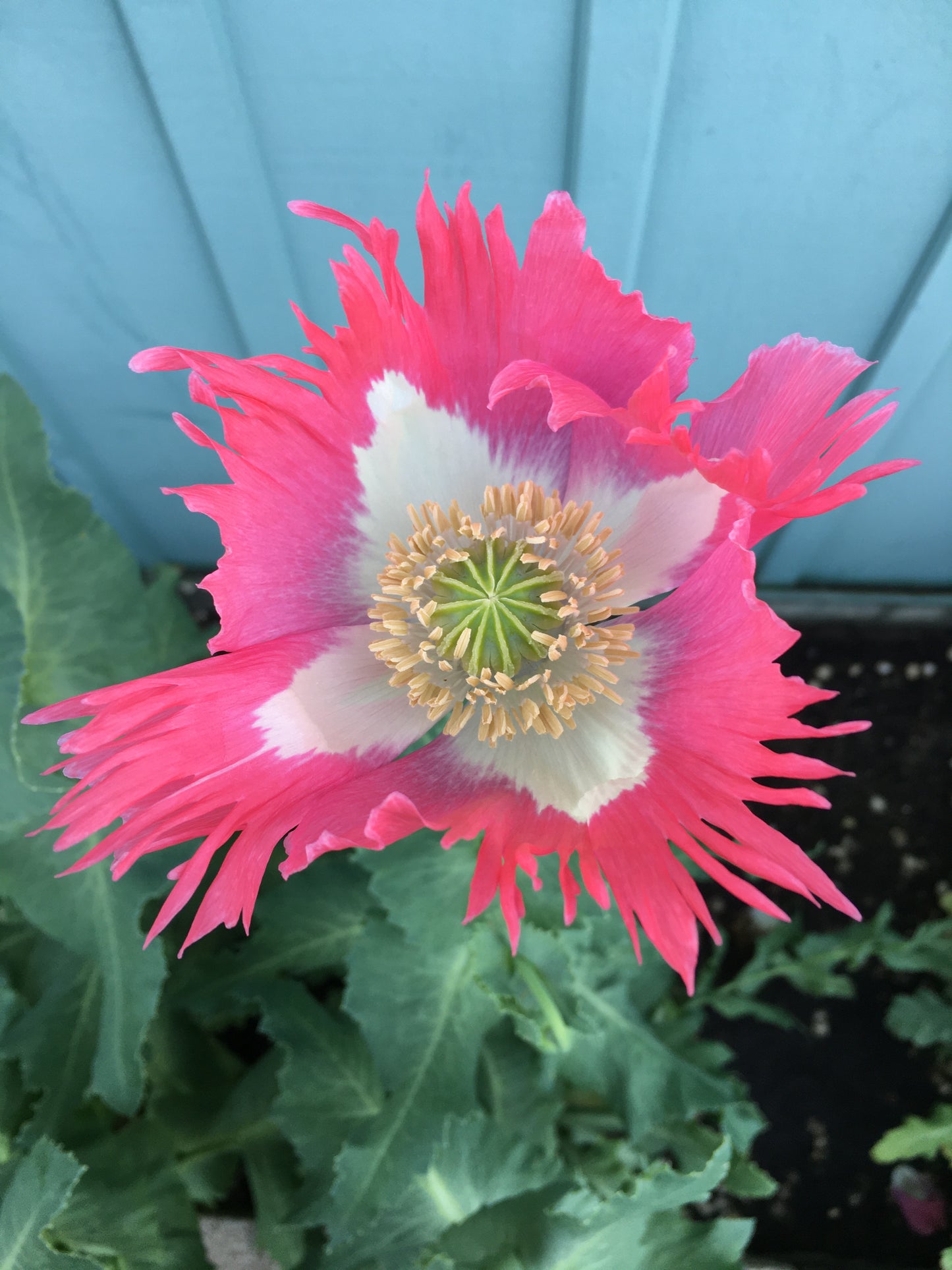 Izmir Afghan Pink Special (Galania) Poppy (500+ seeds)