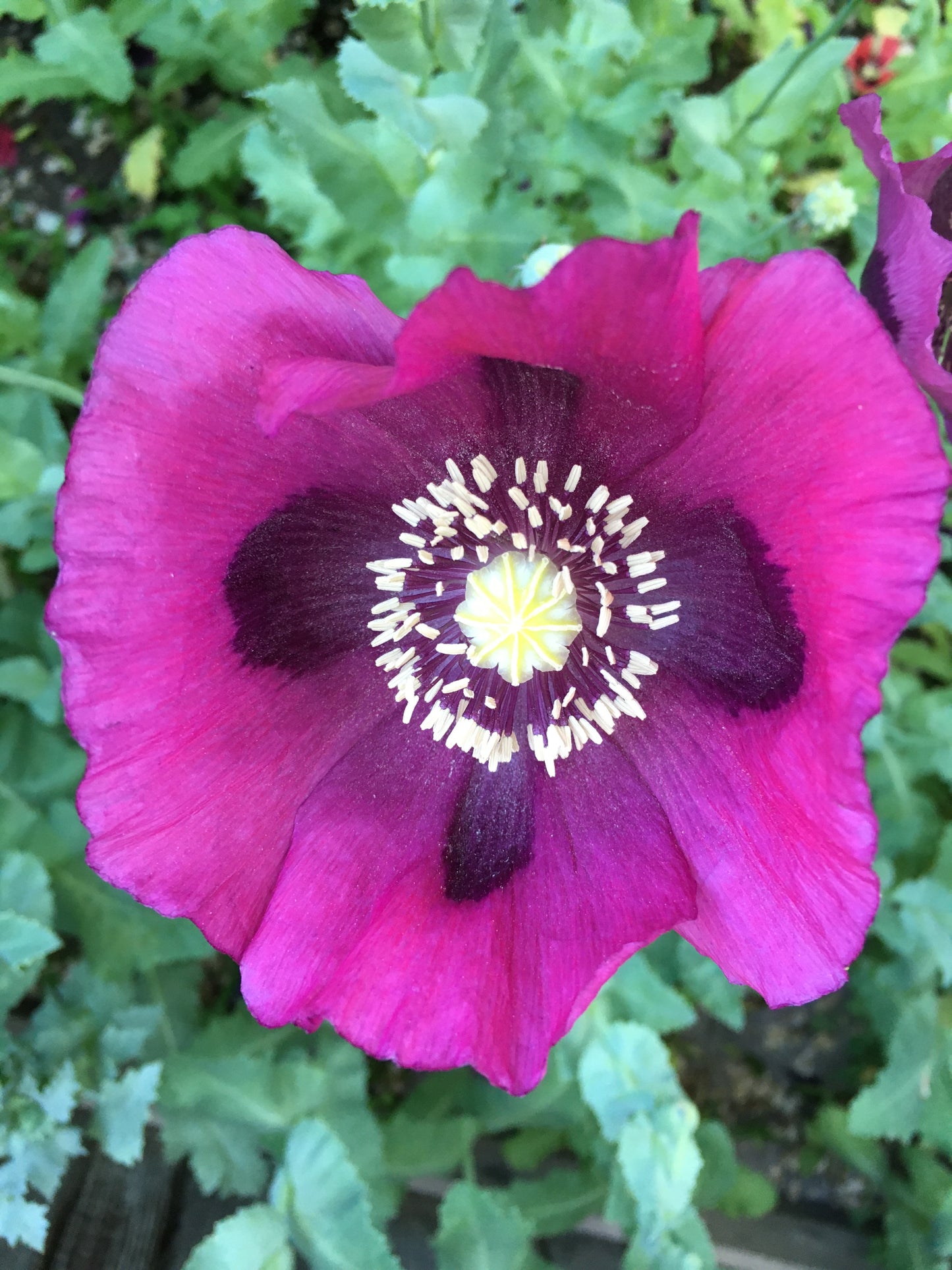 Afghan Blue Poppy (500+ seeds)
