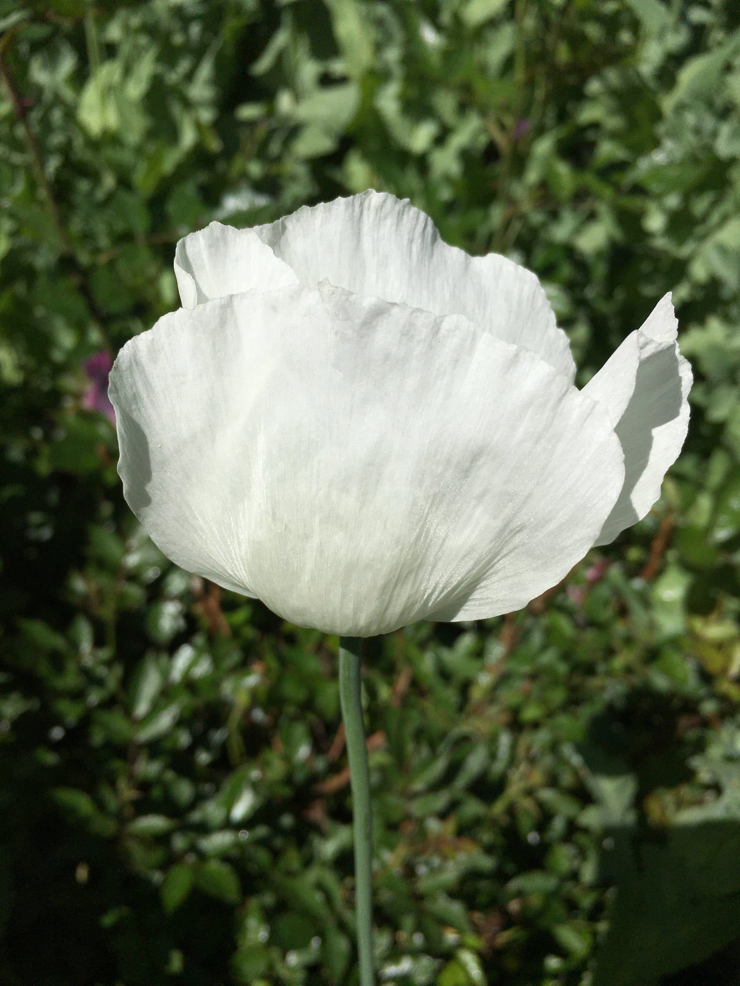 Izmir Afghan White Special (Galania) Poppy (500+ seeds)