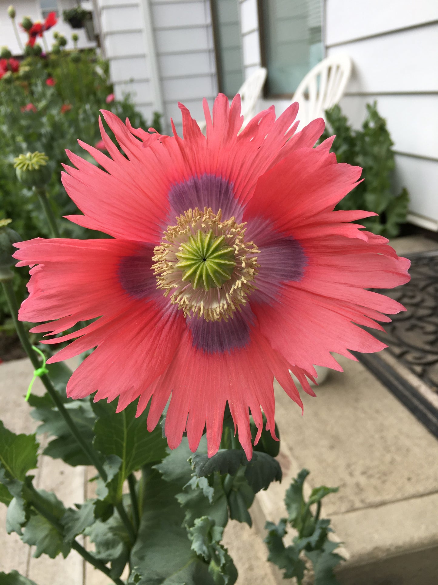 Izmir Garden Mix Poppy (1000+ seeds)