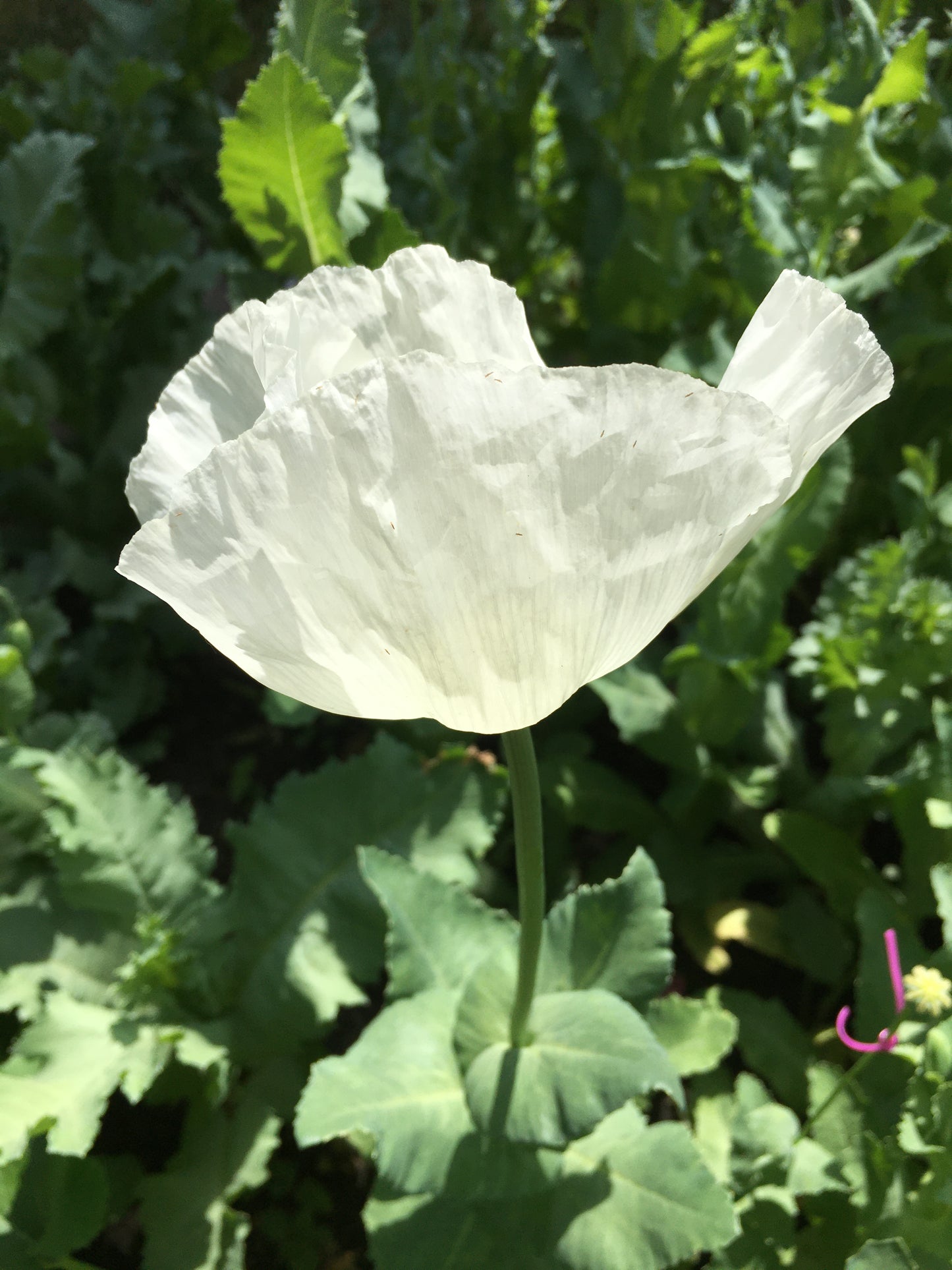 Izmir Afghan White Special (Galania) Poppy (500+ seeds)
