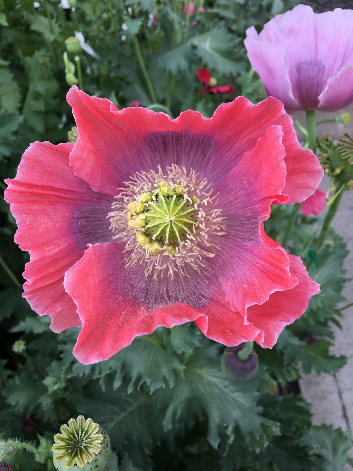 Izmir Hens & Chicks Poppy (500+ seeds)