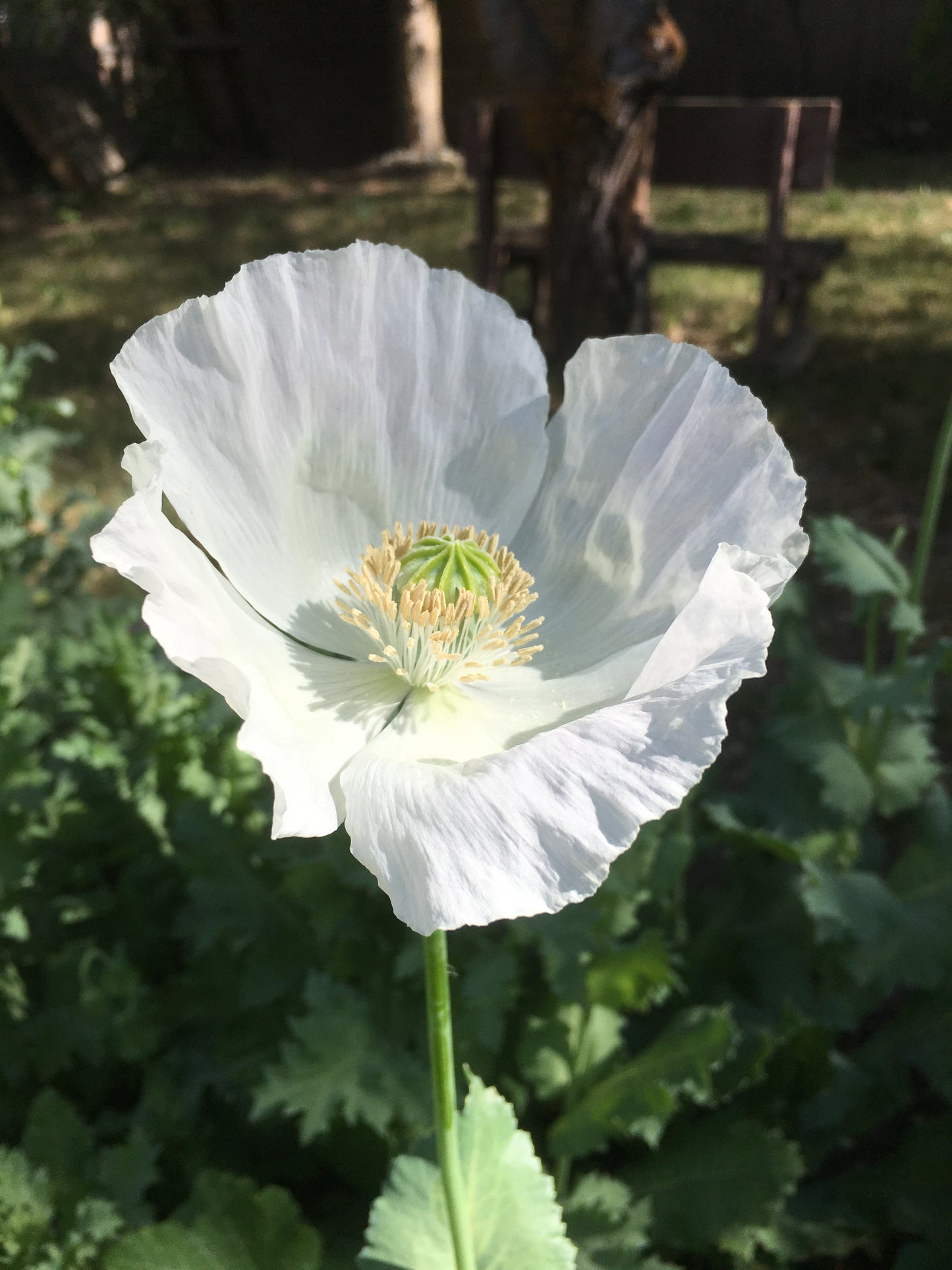Izmir Afghan White Special (Galania) Poppy (500+ seeds)