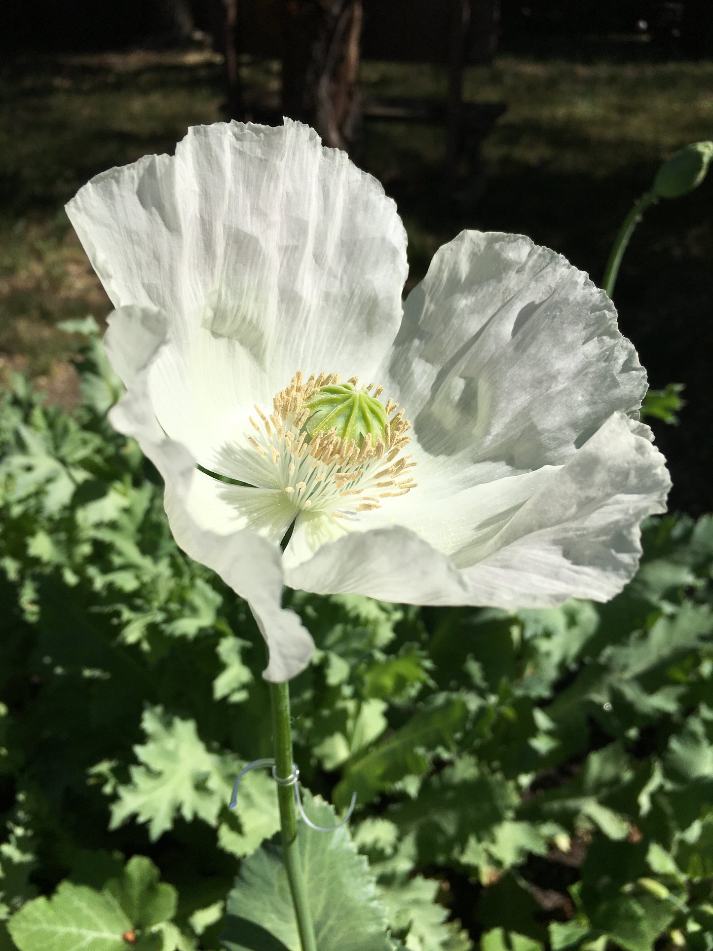 Izmir Afghan White Special (Galania) Poppy (500+ seeds)
