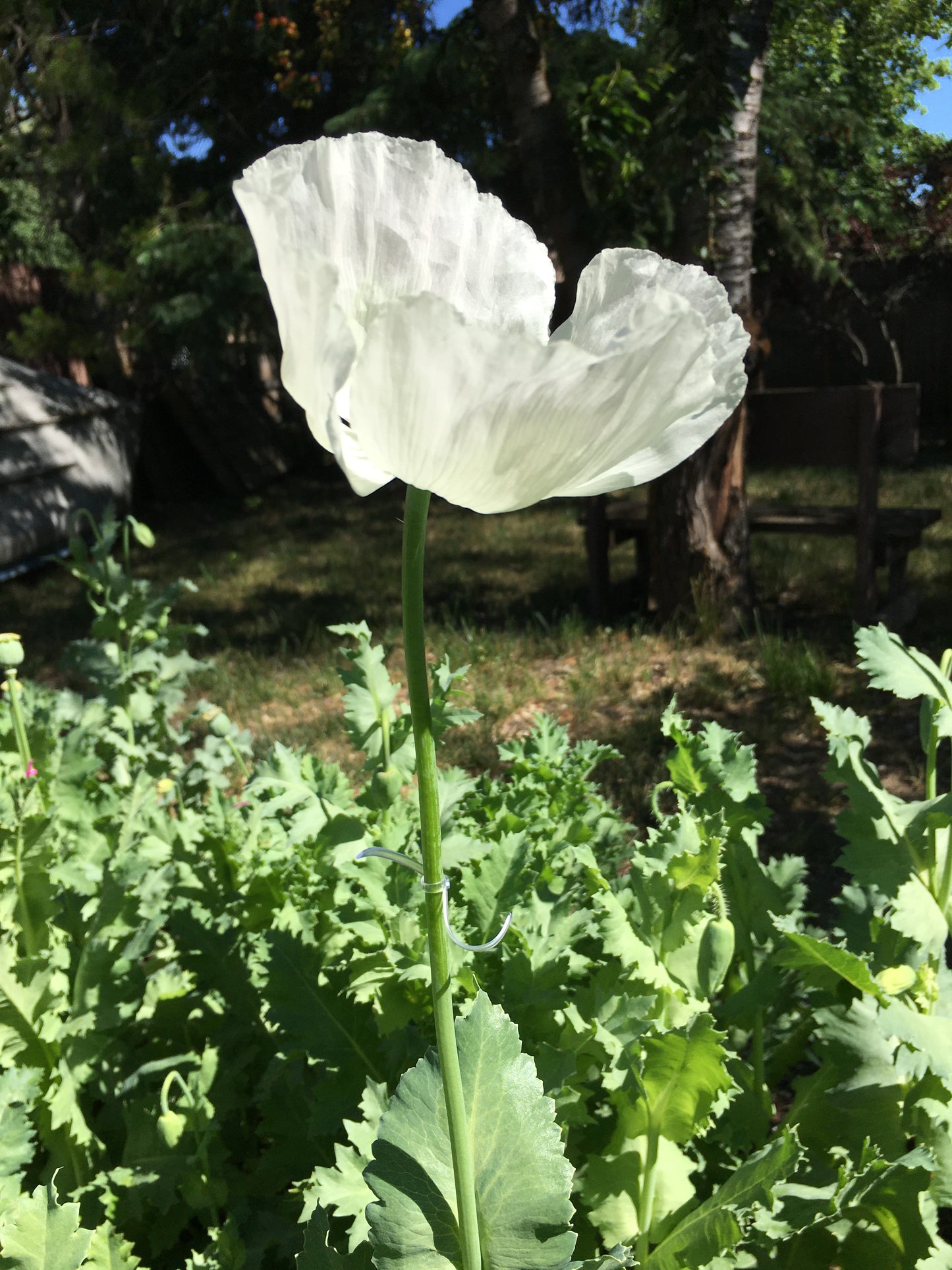 Izmir Afghan White Special (Galania) Poppy (500+ seeds)