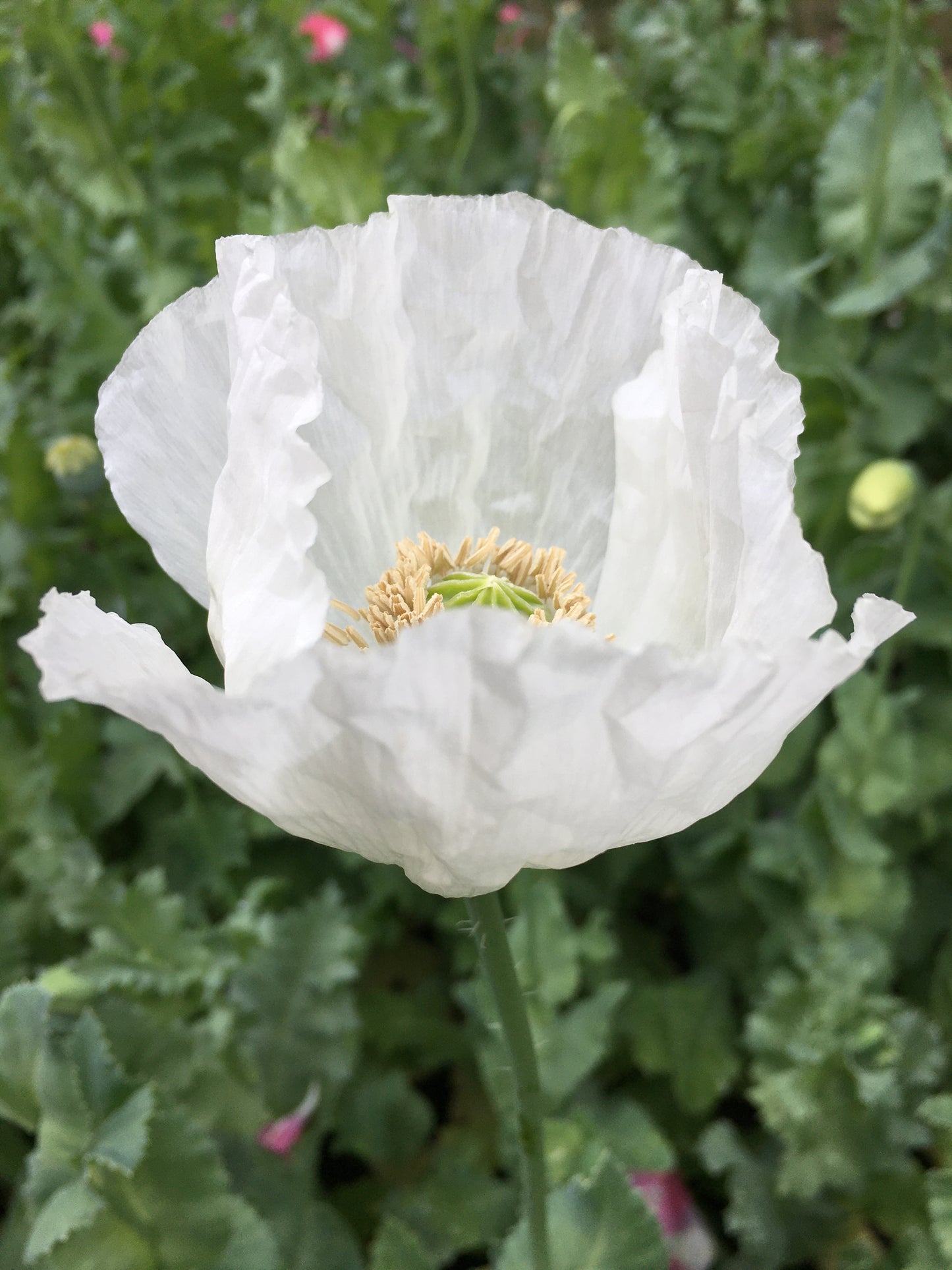 Izmir Afghan White Special (Galania) Poppy (500+ seeds)