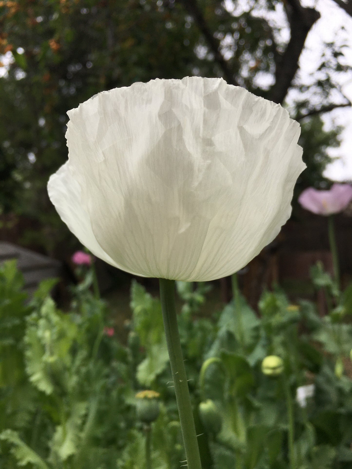 Izmir Afghan White Special (Galania) Poppy (500+ seeds)