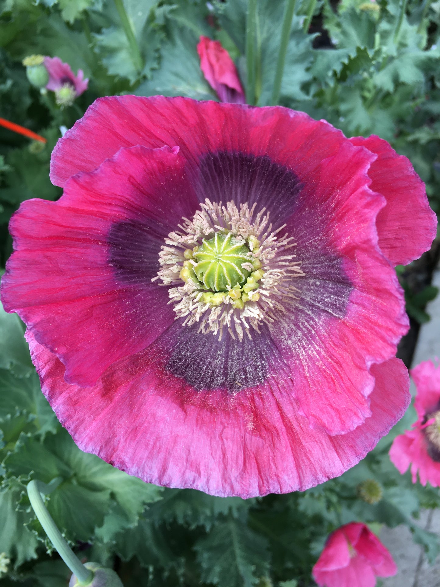 Izmir Hens & Chicks Poppy (500+ seeds)