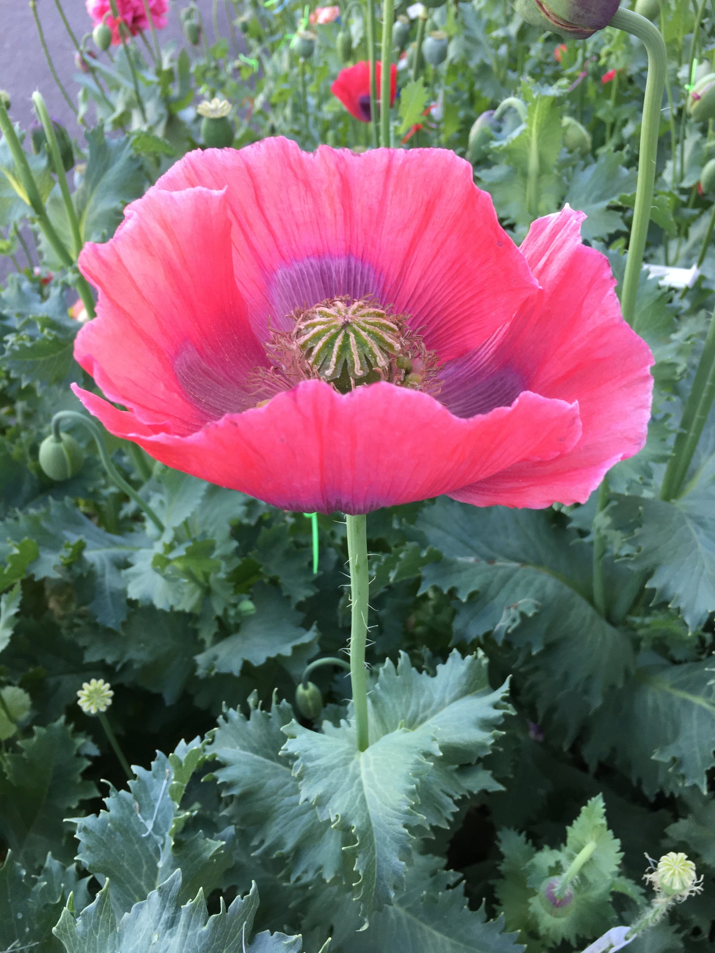 Izmir Hens & Chicks Poppy (500+ seeds)