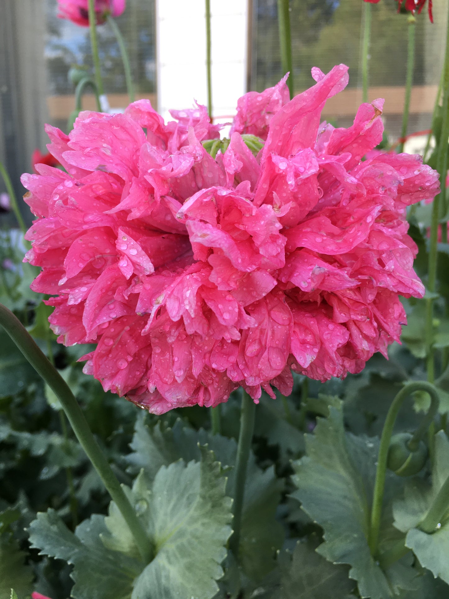 Izmir Pink Cloud Poppy (1000+ seeds)