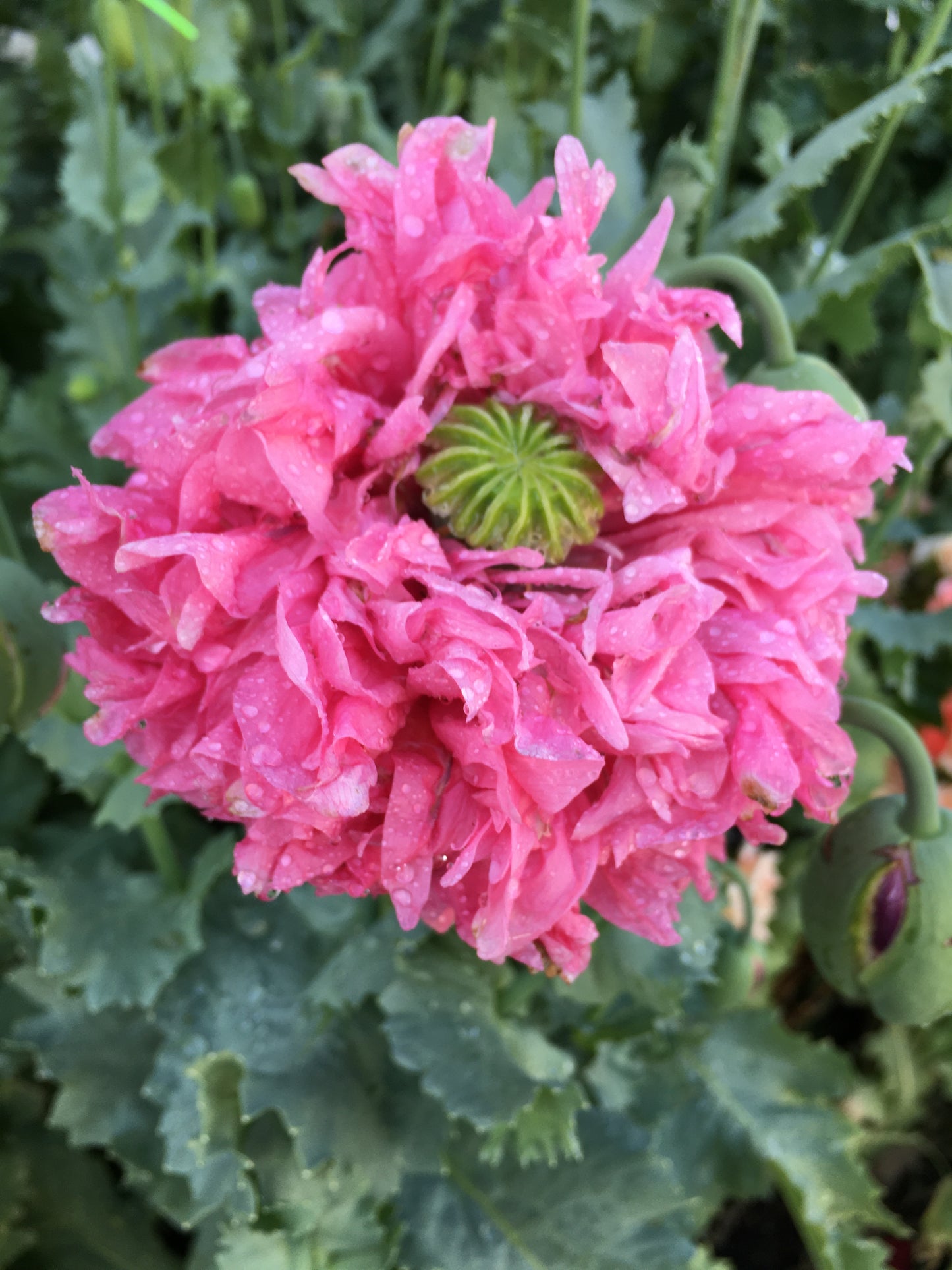 Izmir Pink Cloud Poppy (1000+ seeds)