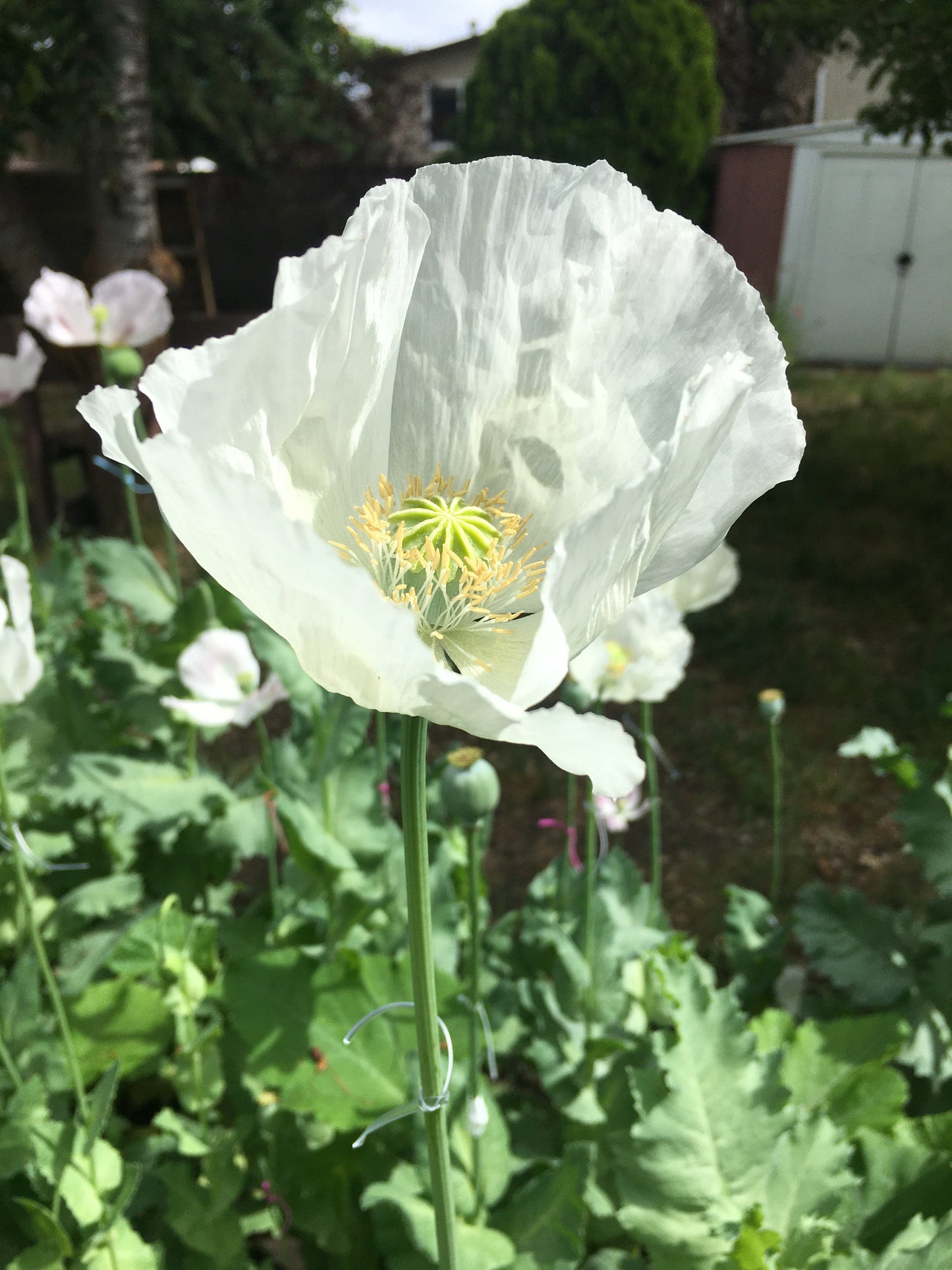 Izmir Afghan White Special (Galania) Poppy (500+ seeds)