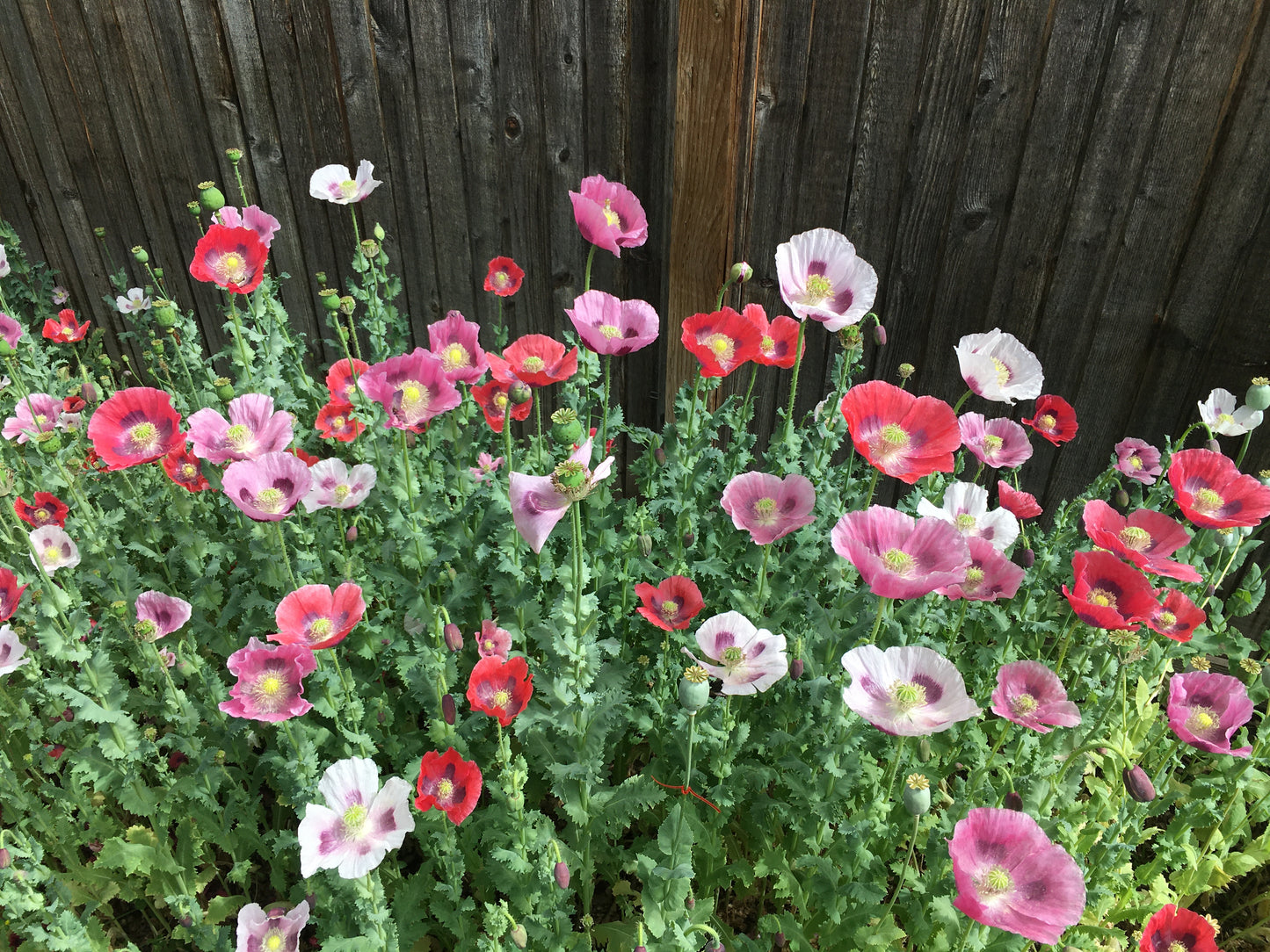 Izmir Hens & Chicks Poppy (500+ seeds)