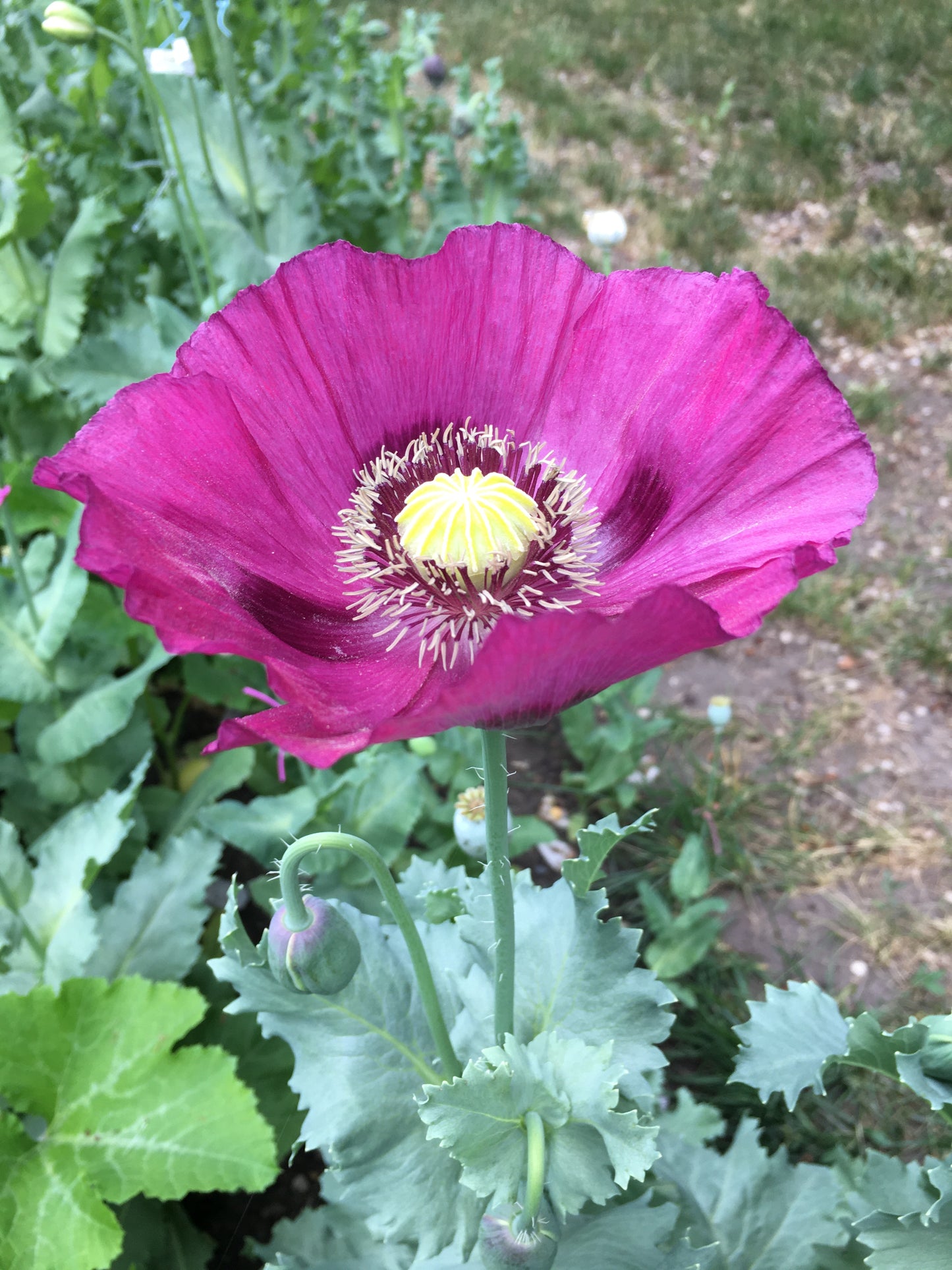 Afghan Blue Poppy (500+ seeds)