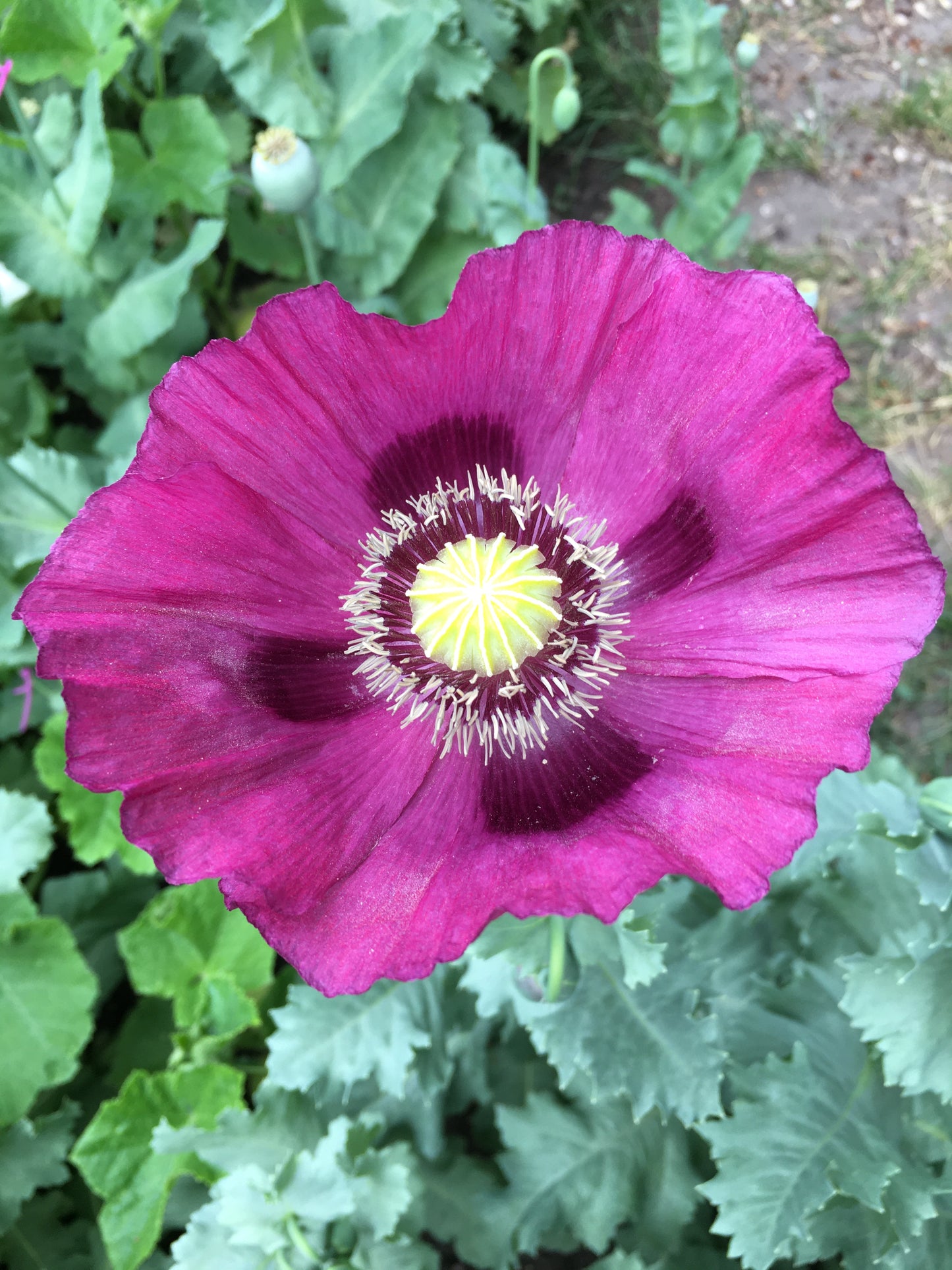 Afghan Blue Poppy (500+ seeds)
