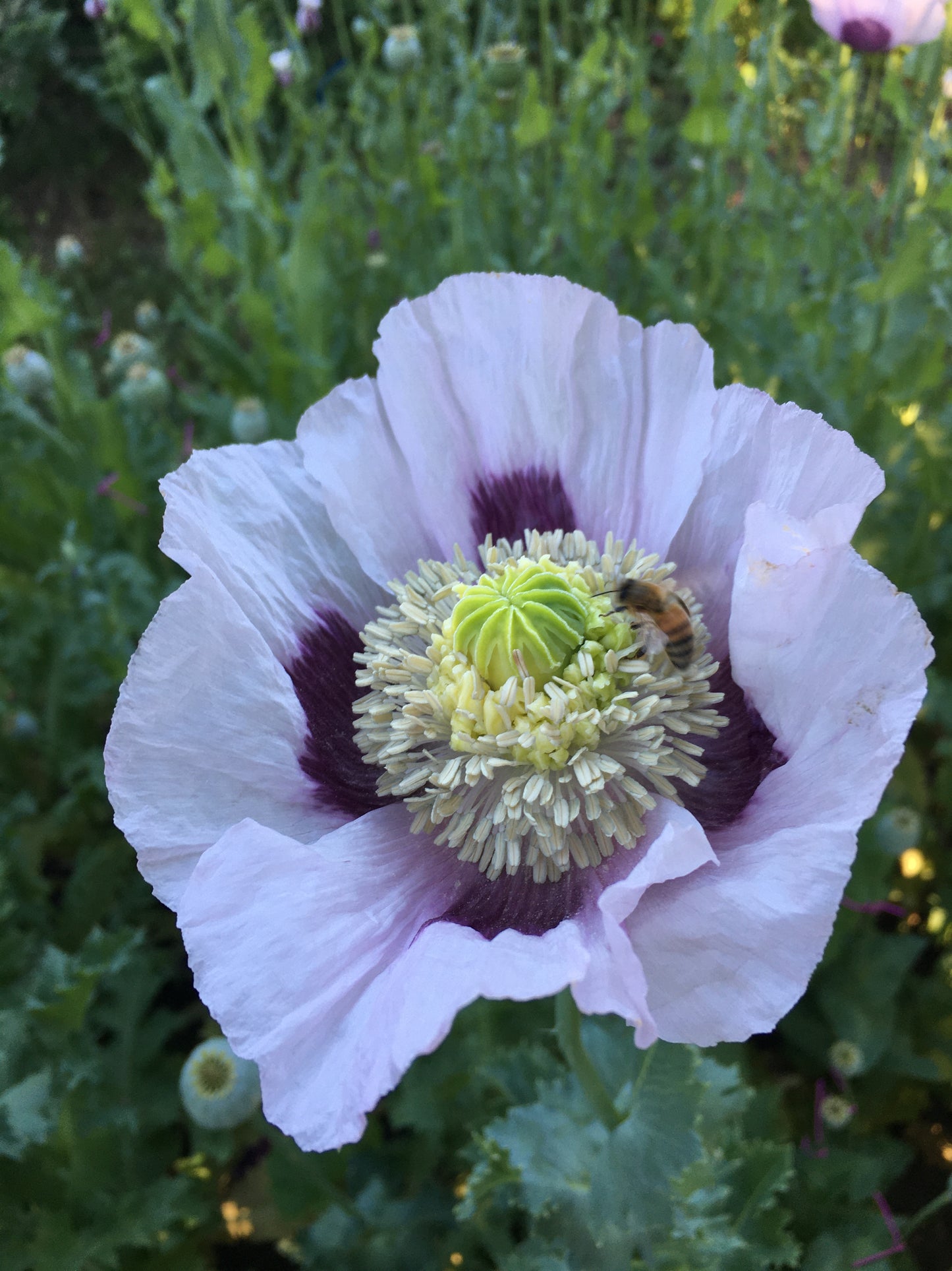 Izmir Hens & Chicks Poppy (500+ seeds)