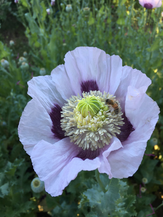 Izmir Hens & Chicks Poppy (500+ seeds)