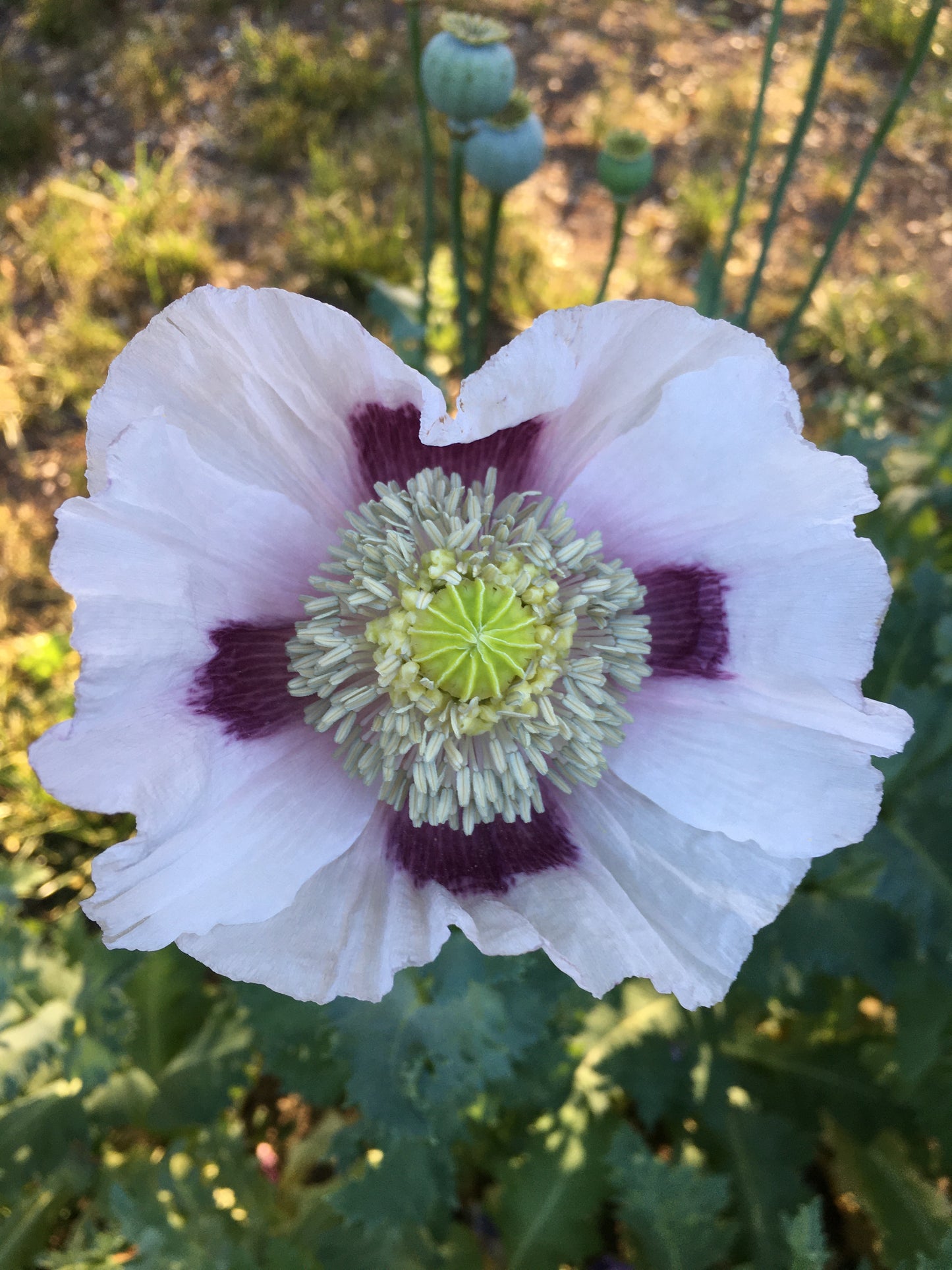 Izmir Hens & Chicks Poppy (500+ seeds)