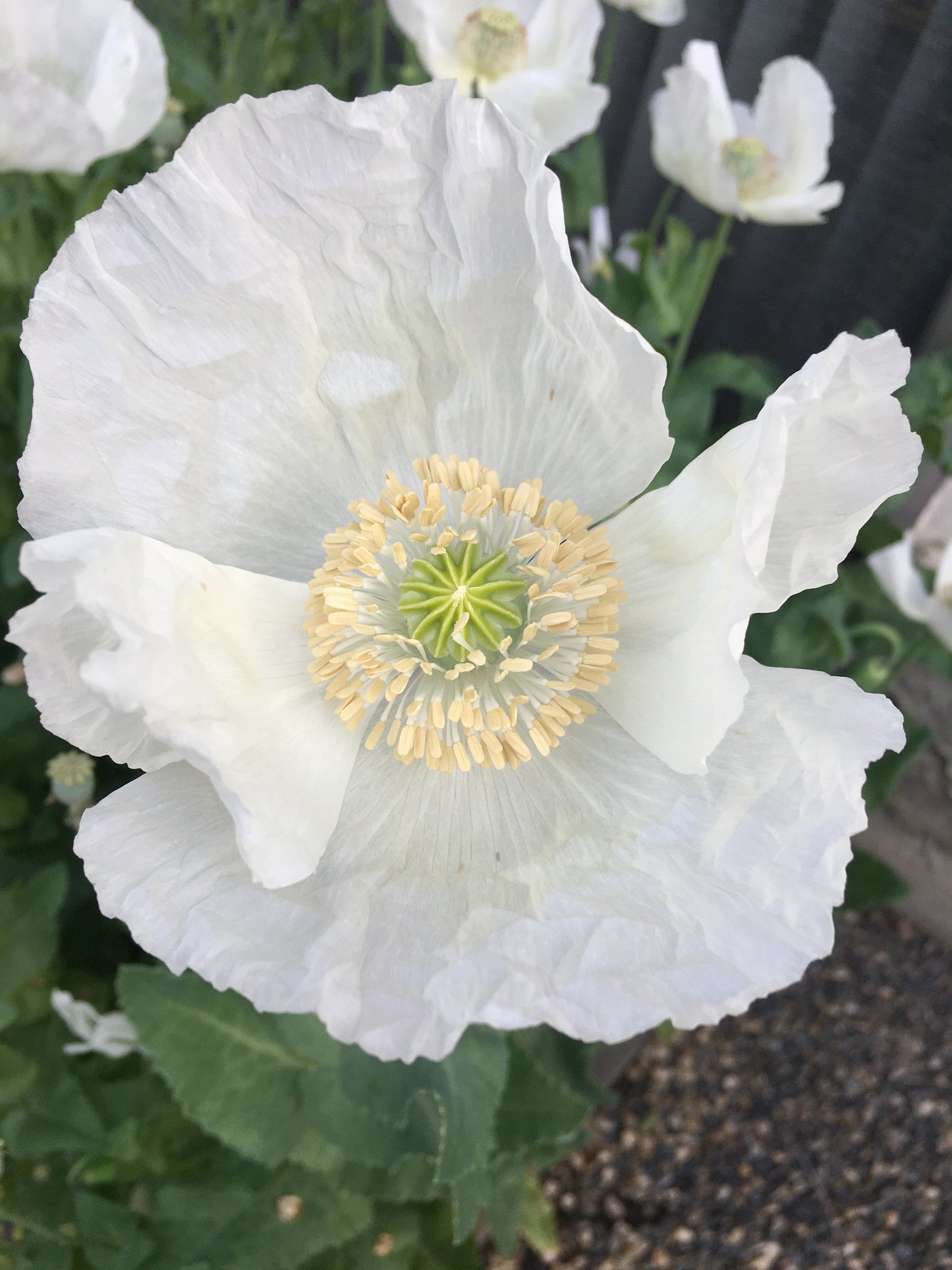 Izmir Afghan White Special (Galania) Poppy (500+ seeds)