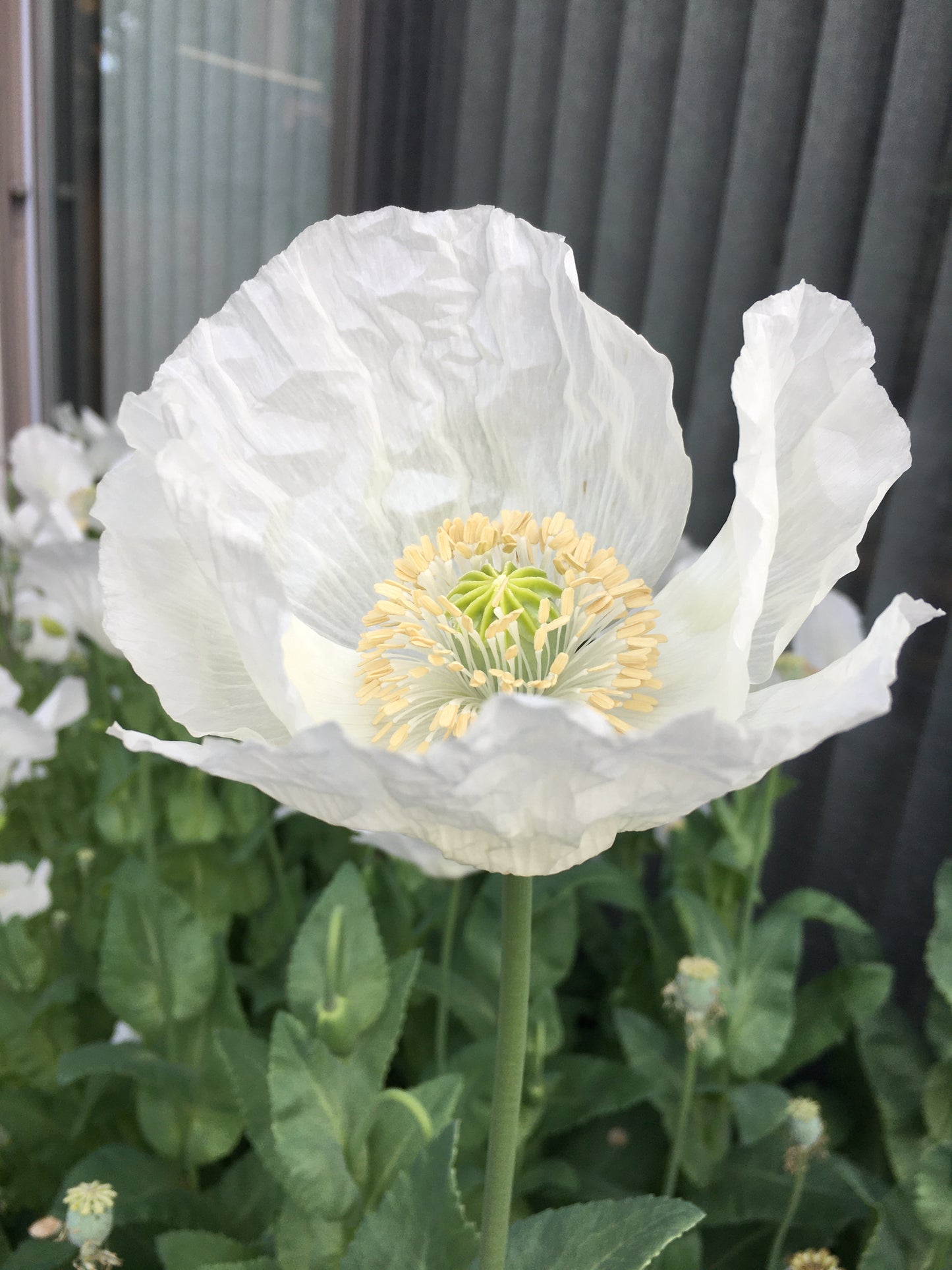 Izmir Afghan White Special (Galania) Poppy (500+ seeds)