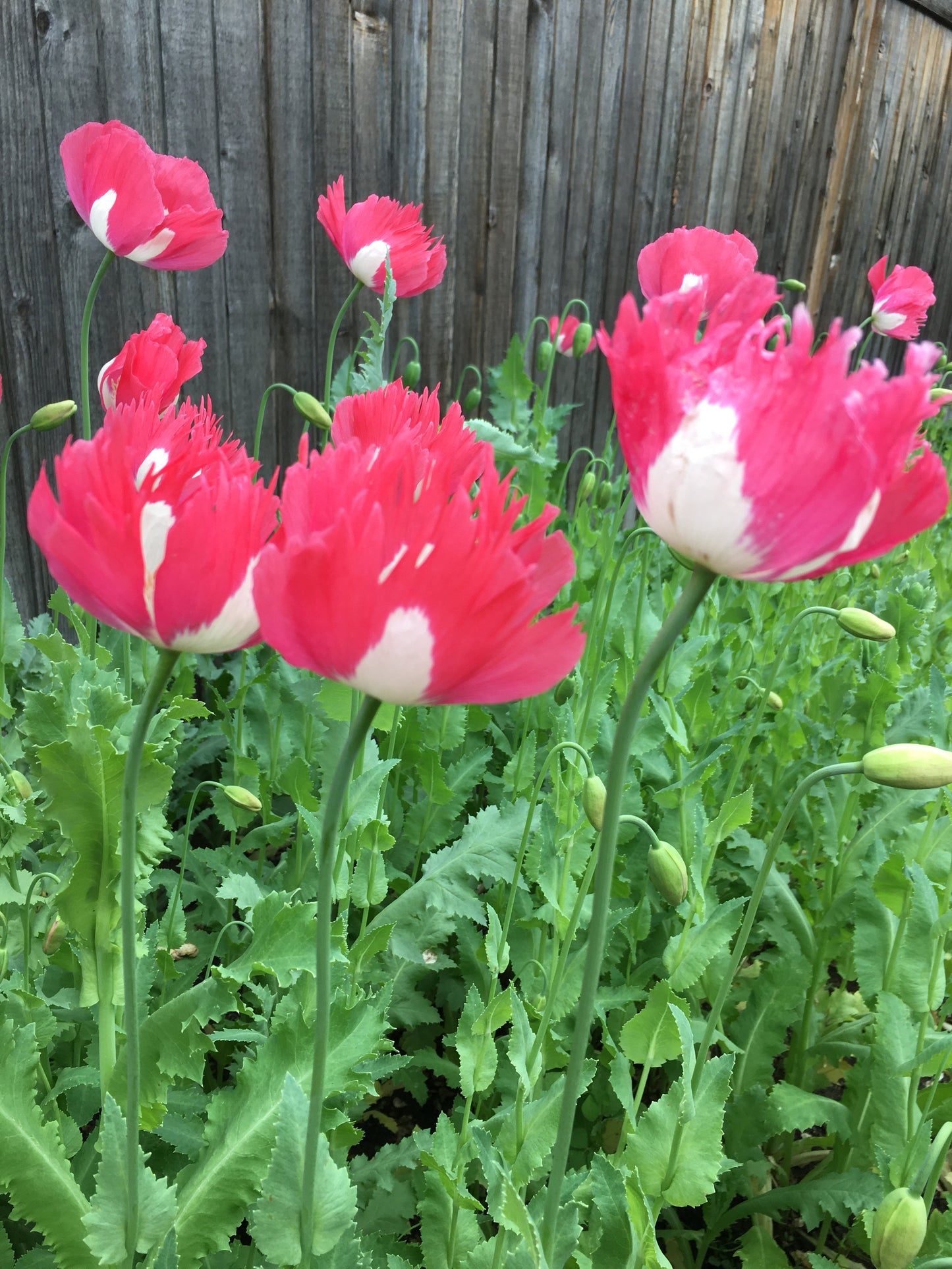 Izmir Afghan Pink Special (Galania) Poppy (500+ seeds)