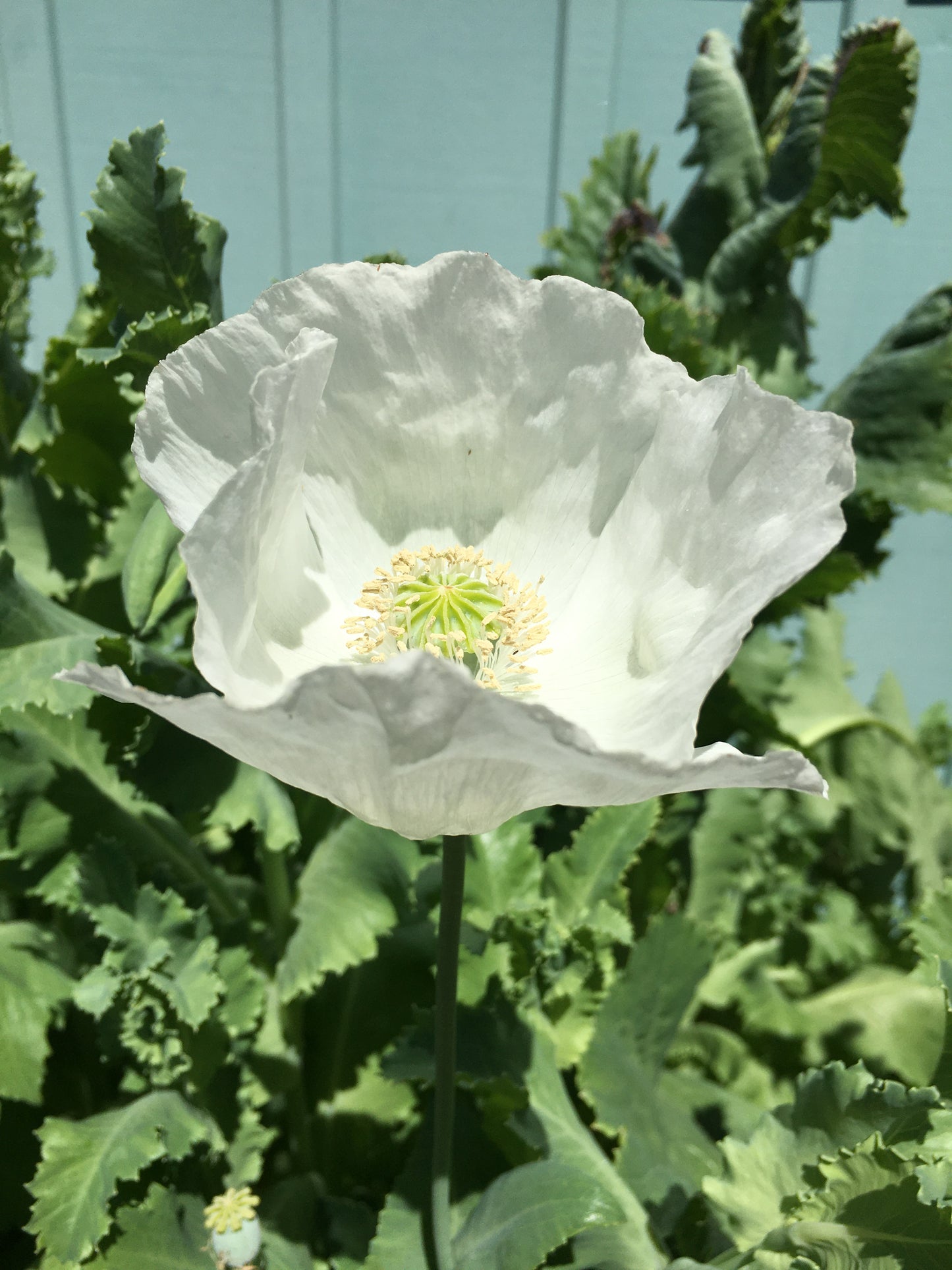 Izmir Afghan White Special (Galania) Poppy (500+ seeds)