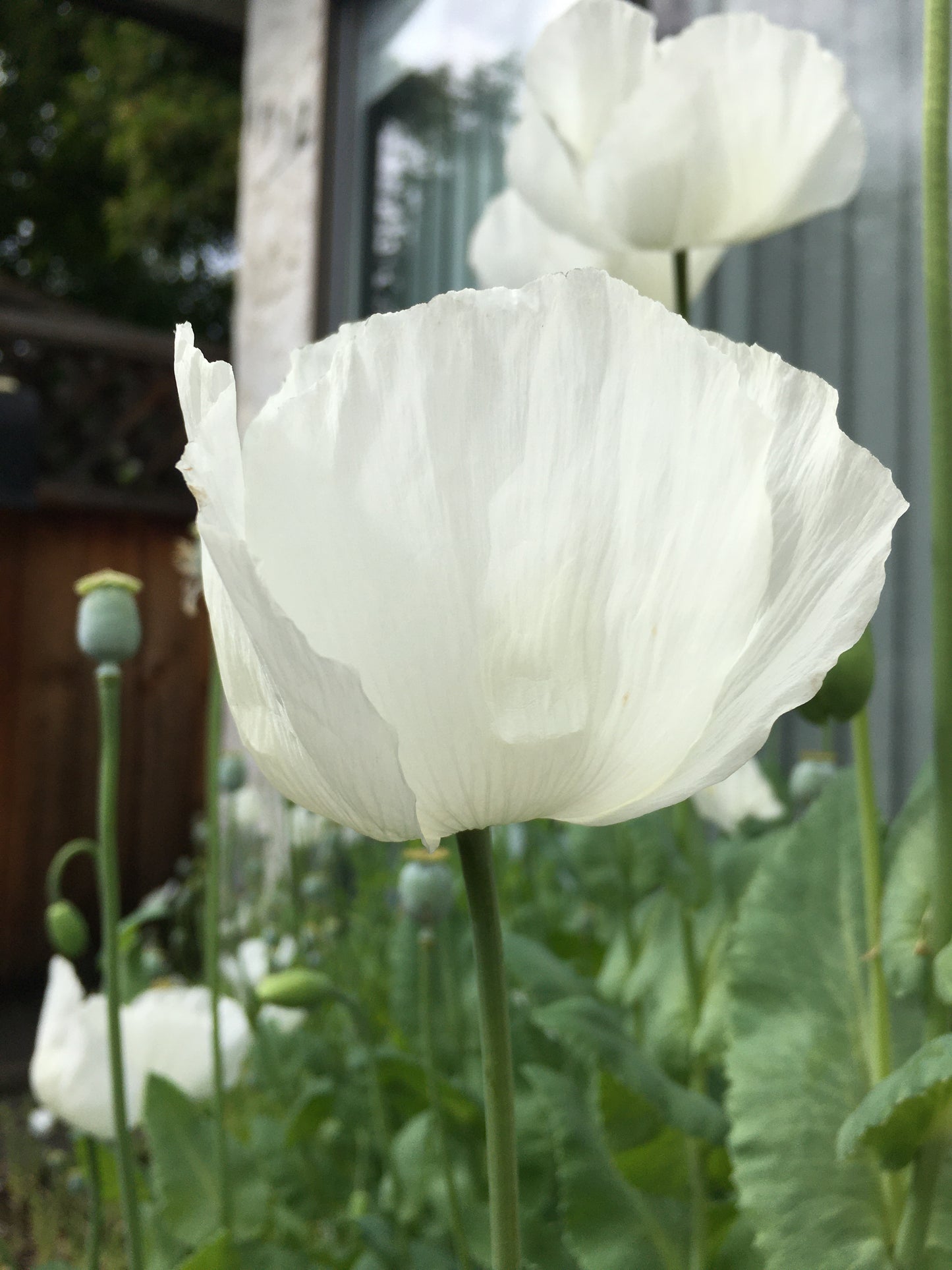 Izmir Afghan White Special (Galania) Poppy (500+ seeds)