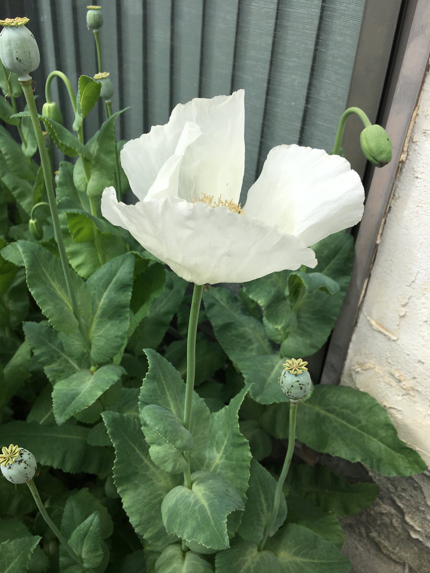 Izmir Afghan White Special (Galania) Poppy (500+ seeds)