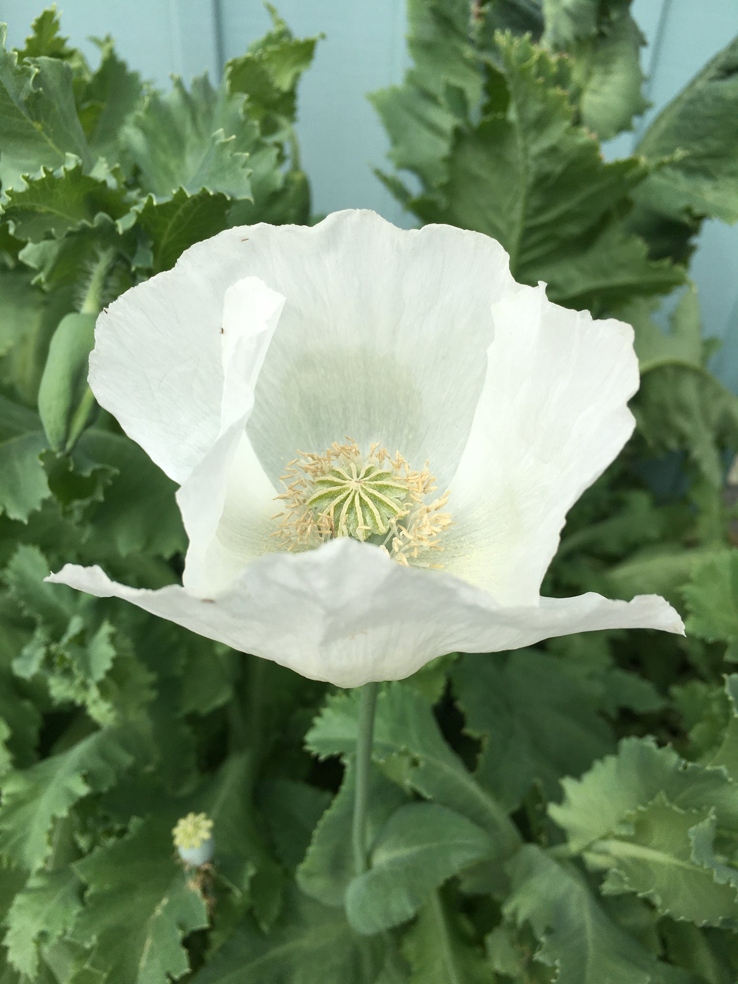 Izmir Afghan White Special (Galania) Poppy (500+ seeds)