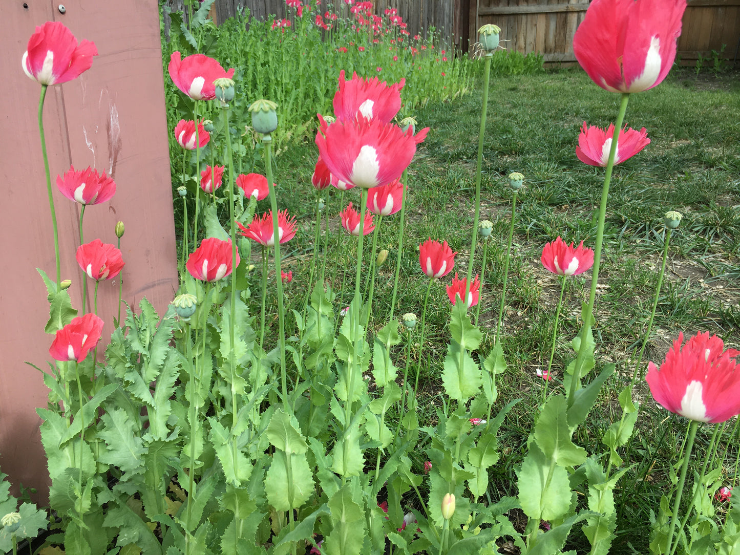 Izmir Afghan Pink Special (Galania) Poppy (500+ seeds)