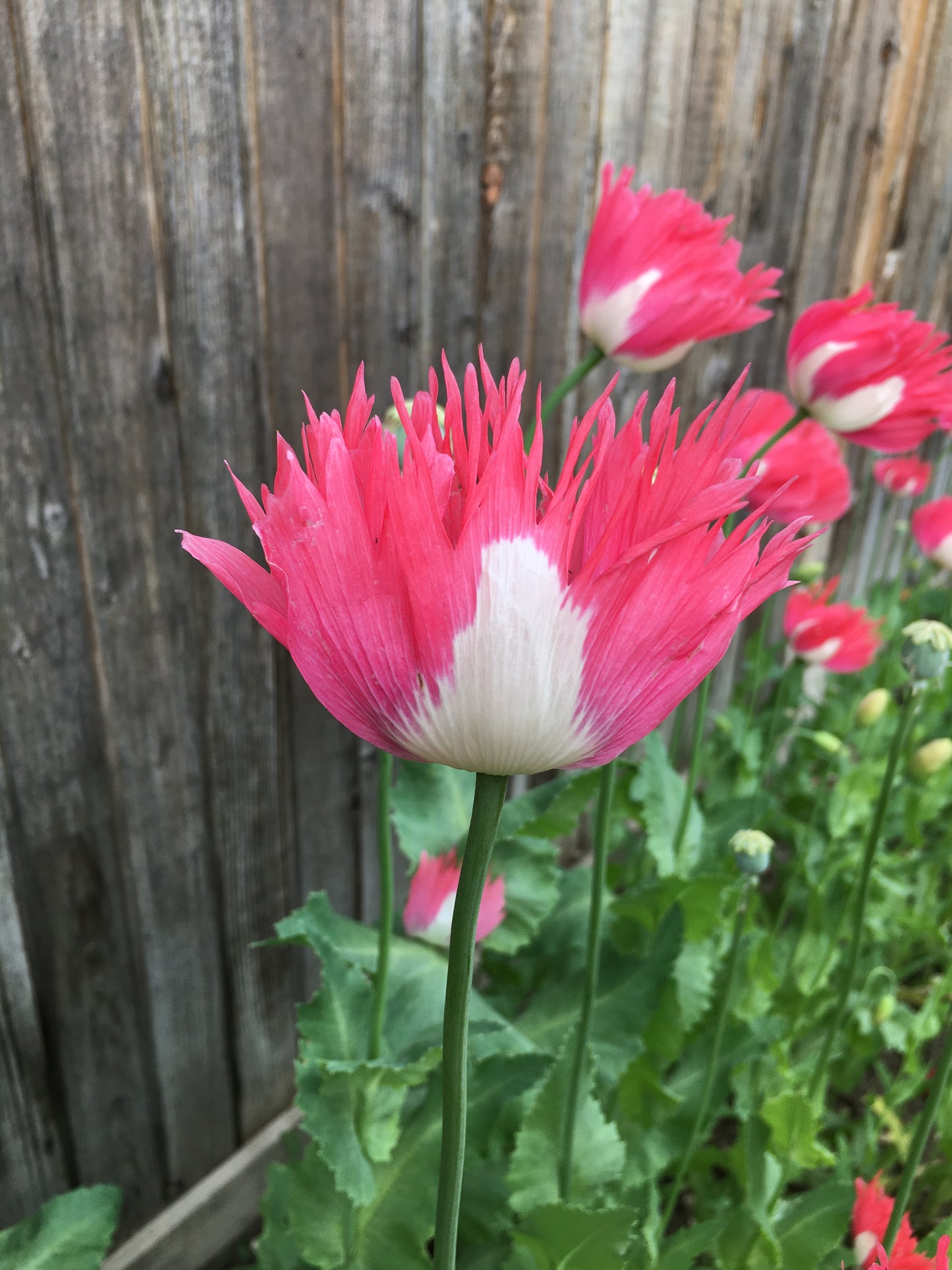 Izmir Afghan Pink Special (Galania) Poppy (500+ seeds)