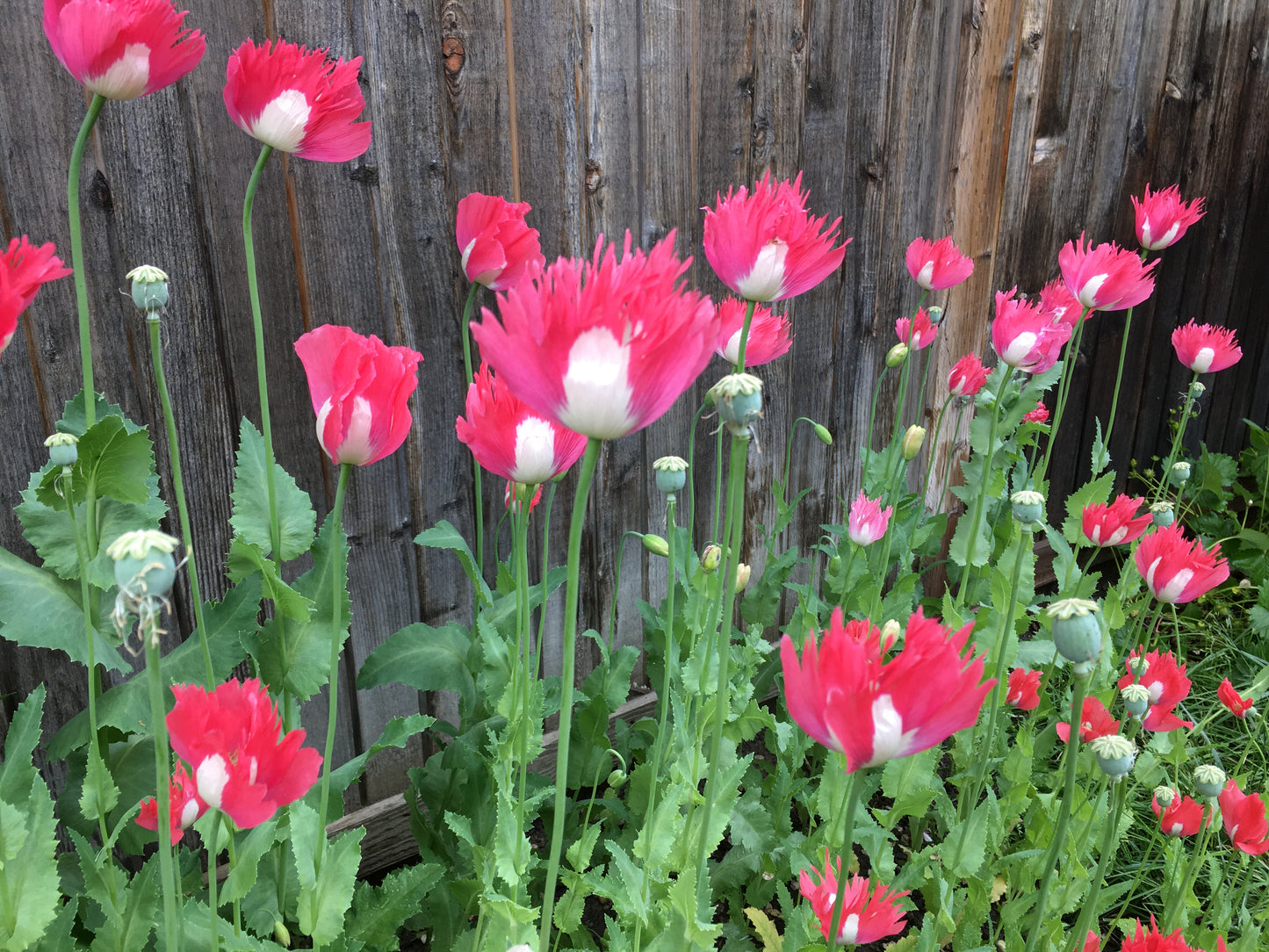 Izmir Afghan Pink Special (Galania) Poppy (500+ seeds)