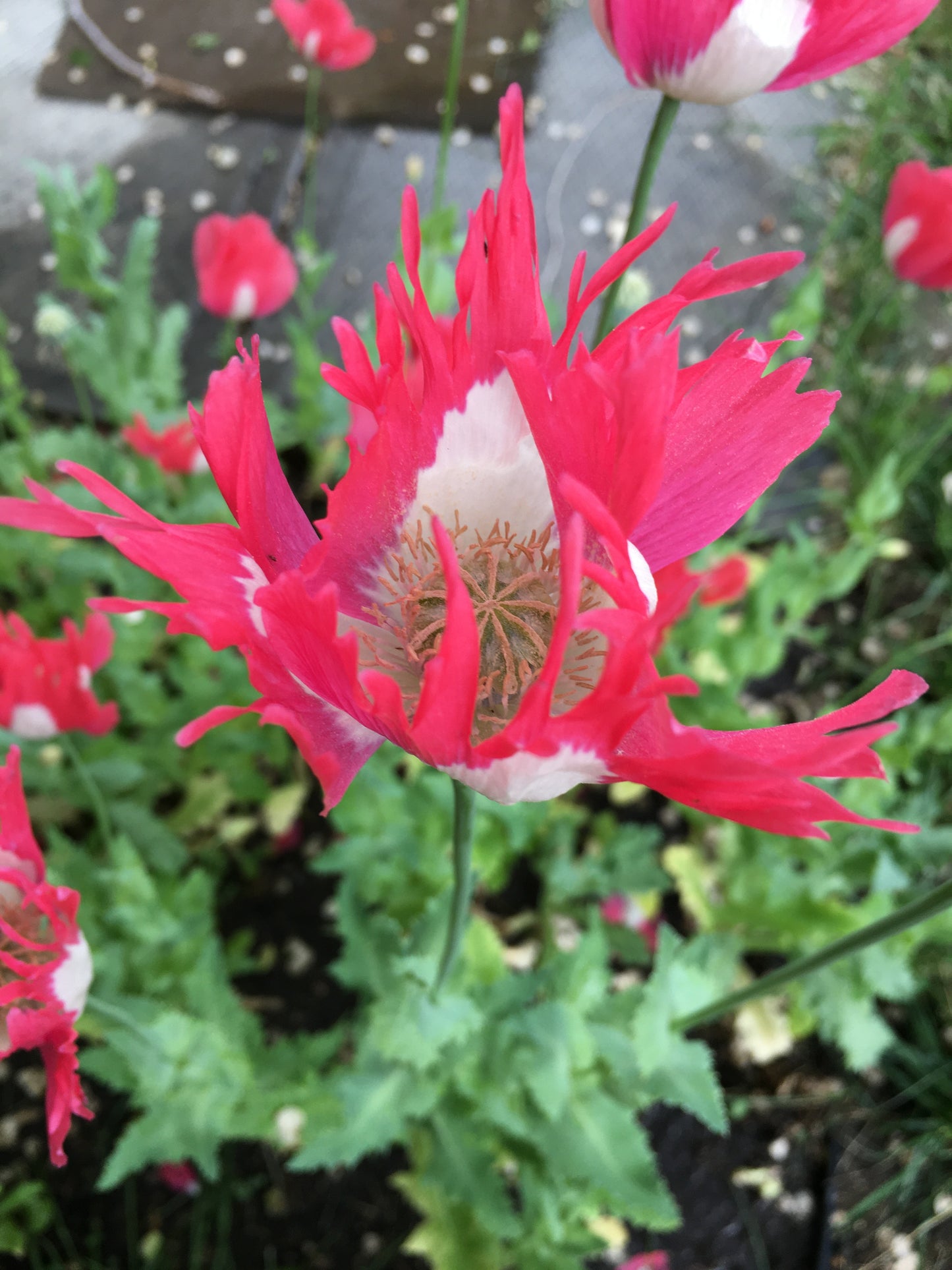 Izmir Afghan Pink Special (Galania) Poppy (500+ seeds)