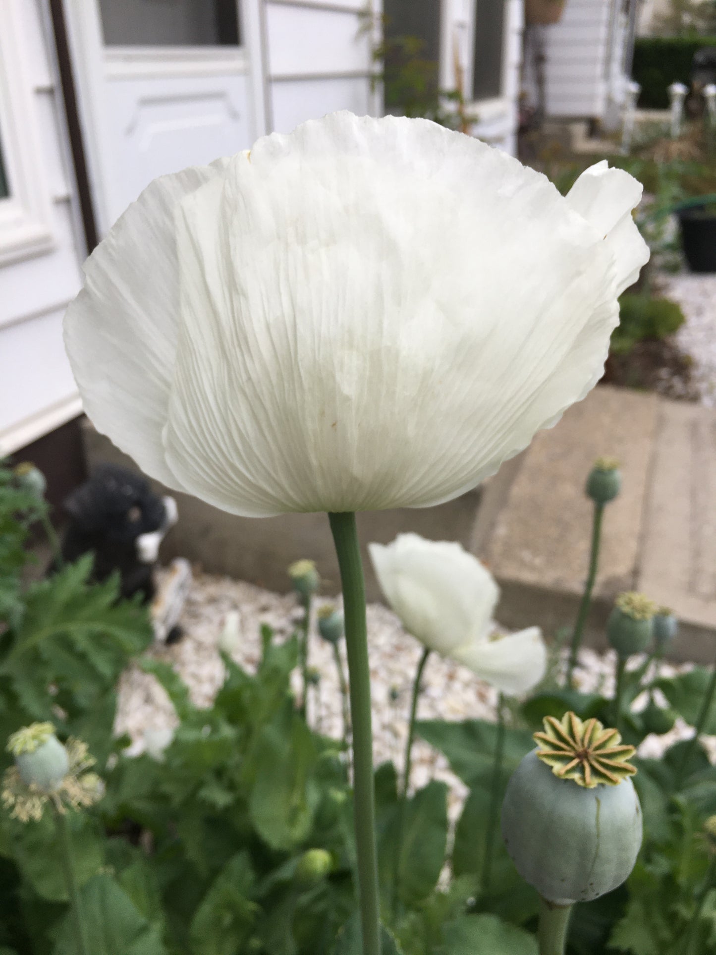Izmir Afghan White Special (Galania) Poppy (500+ seeds)