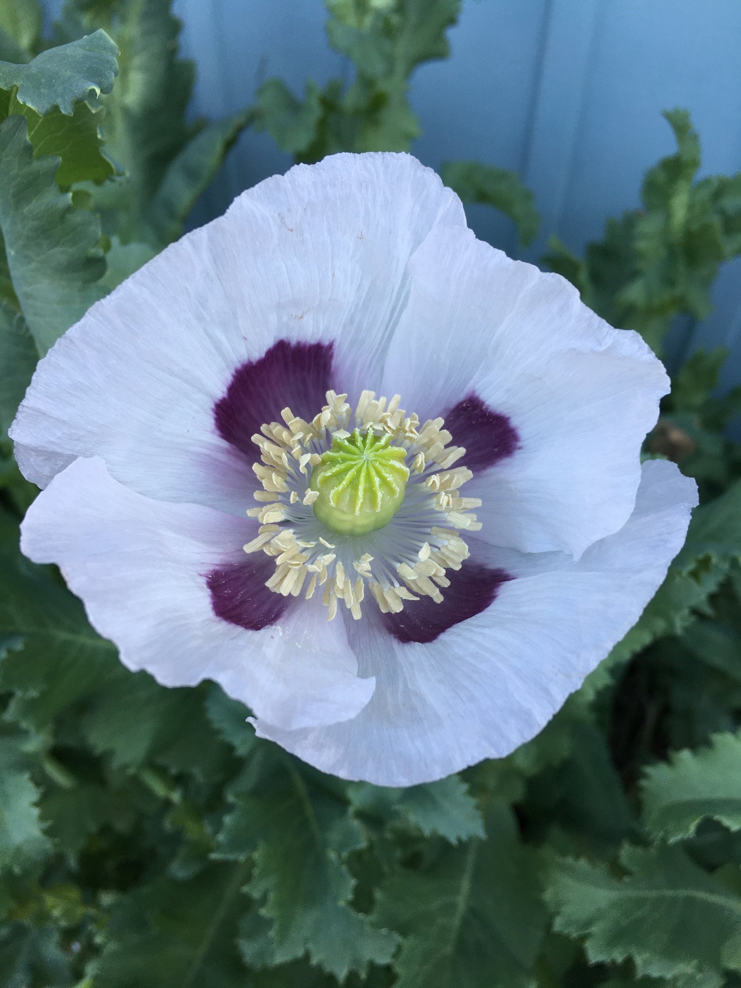 Izmir Tasmanian Poppy (500+ seeds)