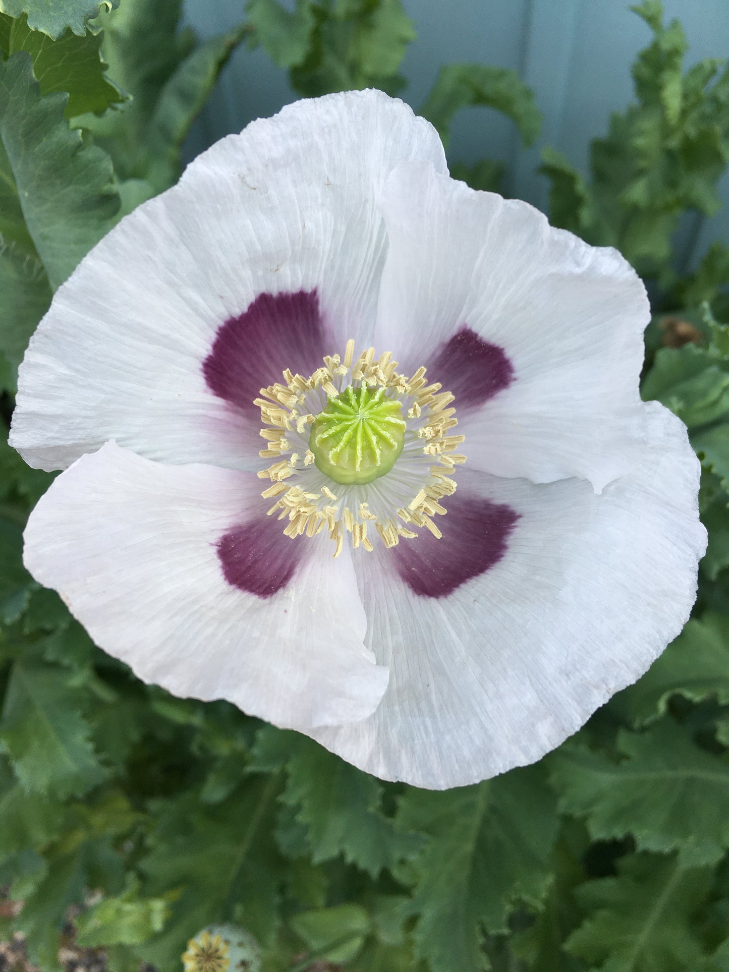 Izmir Tasmanian Poppy (500+ seeds)
