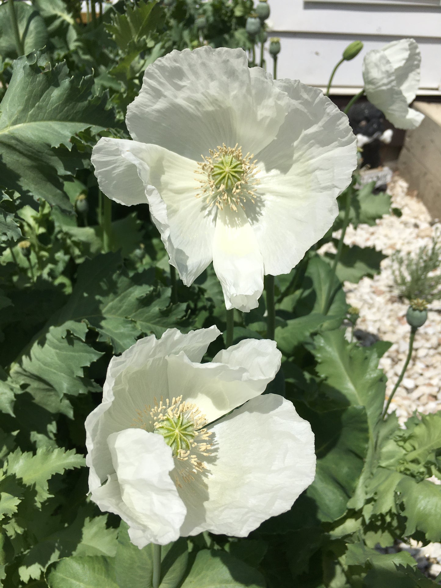 Izmir Afghan White Special (Galania) Poppy (500+ seeds)