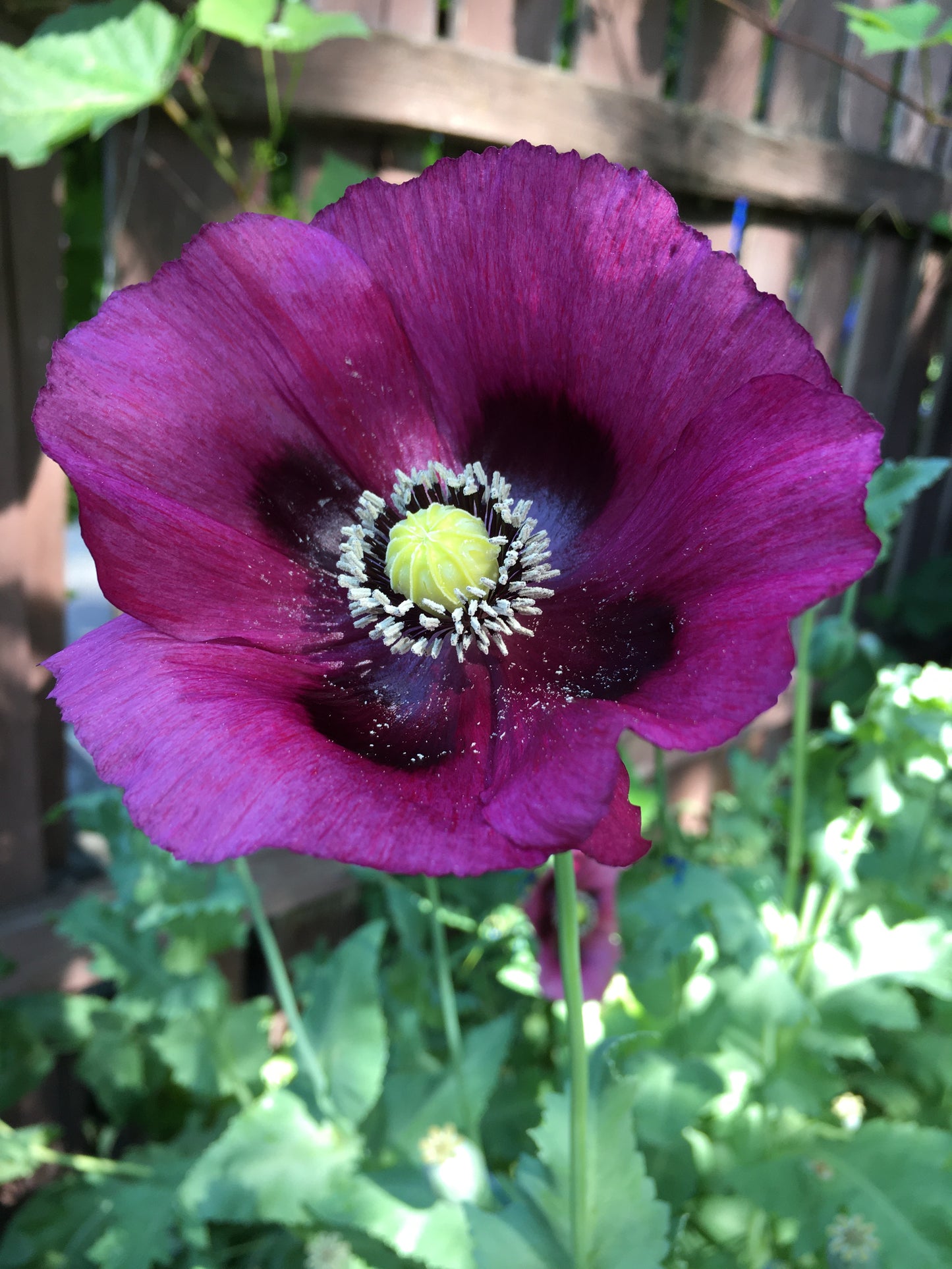 Afghan Blue Poppy (500+ seeds)