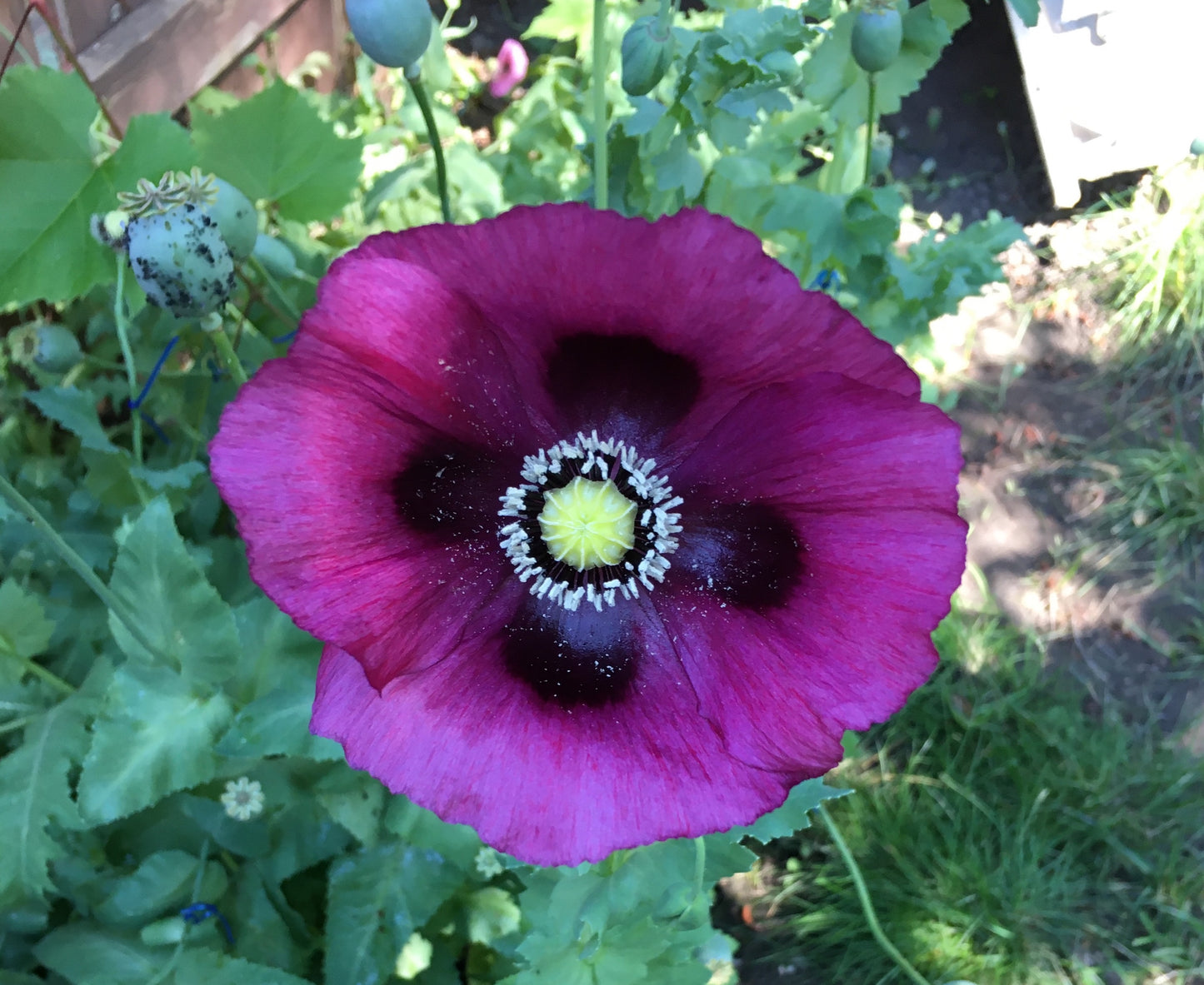 Afghan Blue Poppy (500+ seeds)