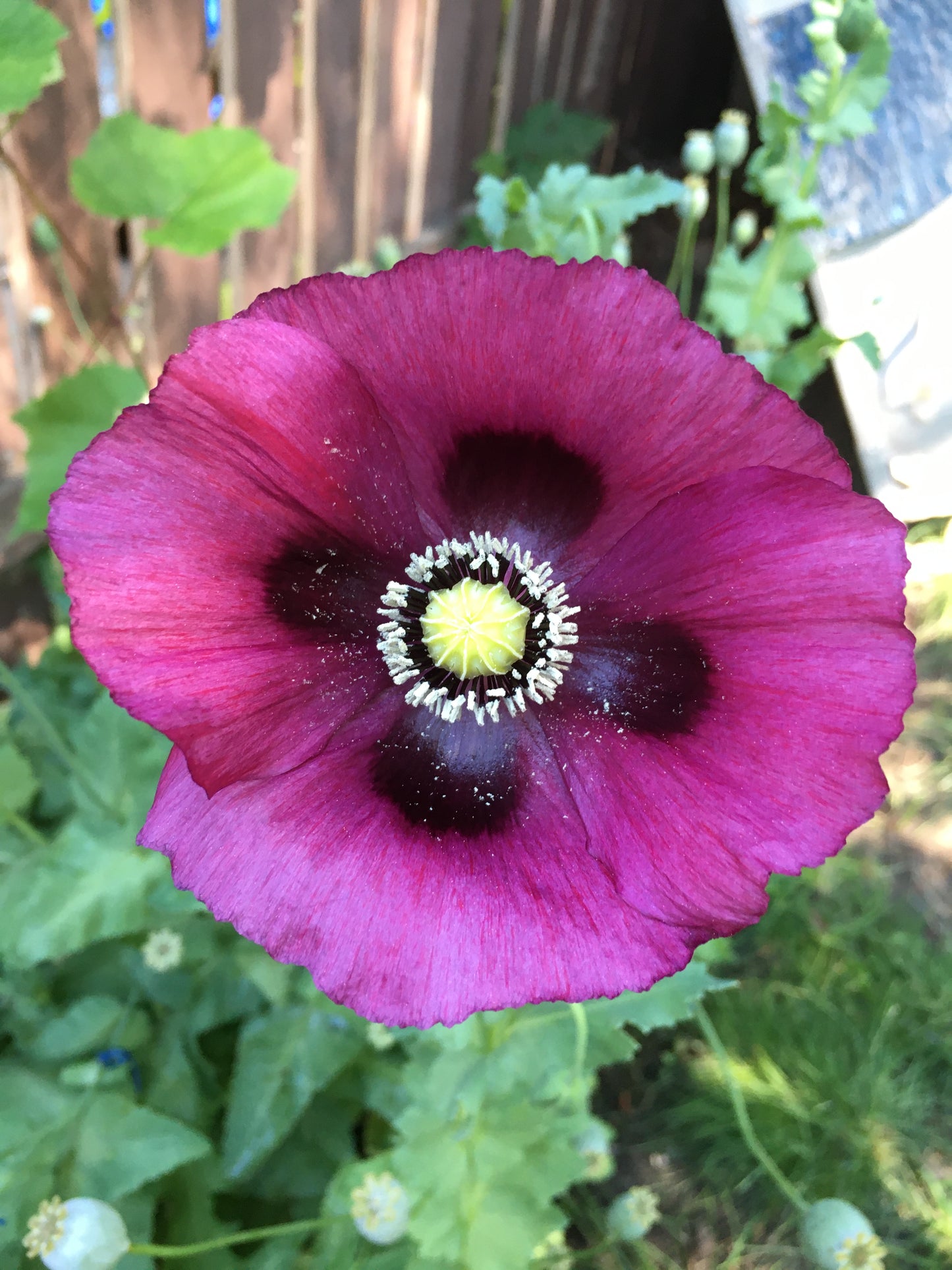 Afghan Blue Poppy (500+ seeds)