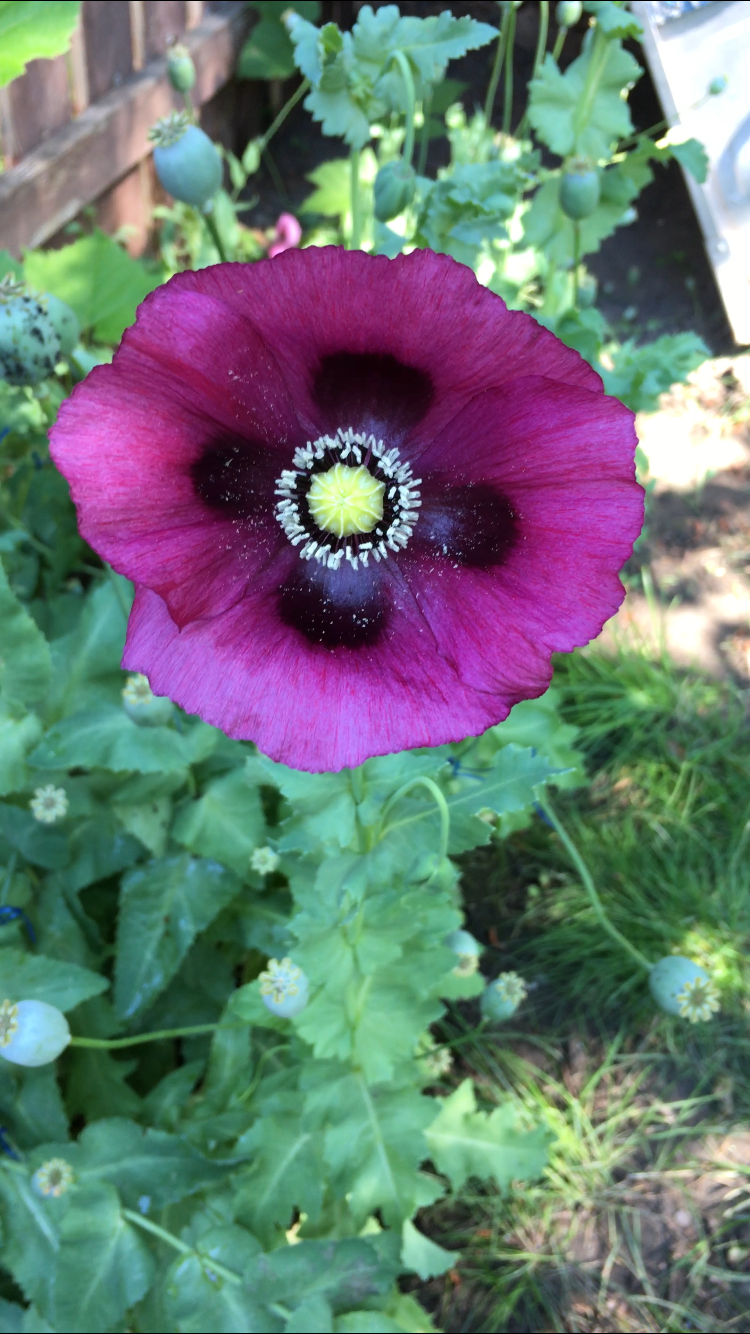 Afghan Blue Poppy (500+ seeds)