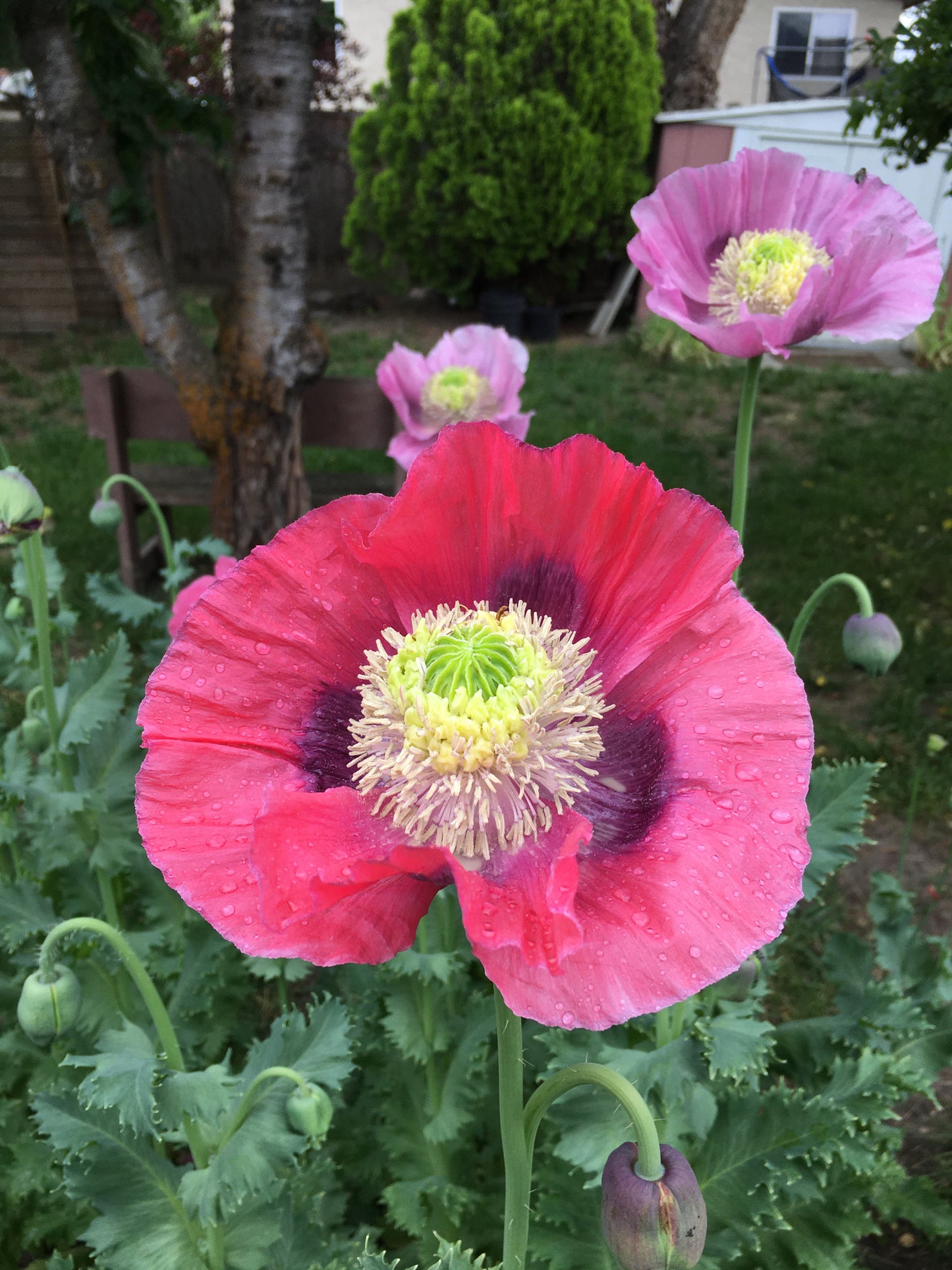 Izmir Hens & Chicks Poppy (500+ seeds)