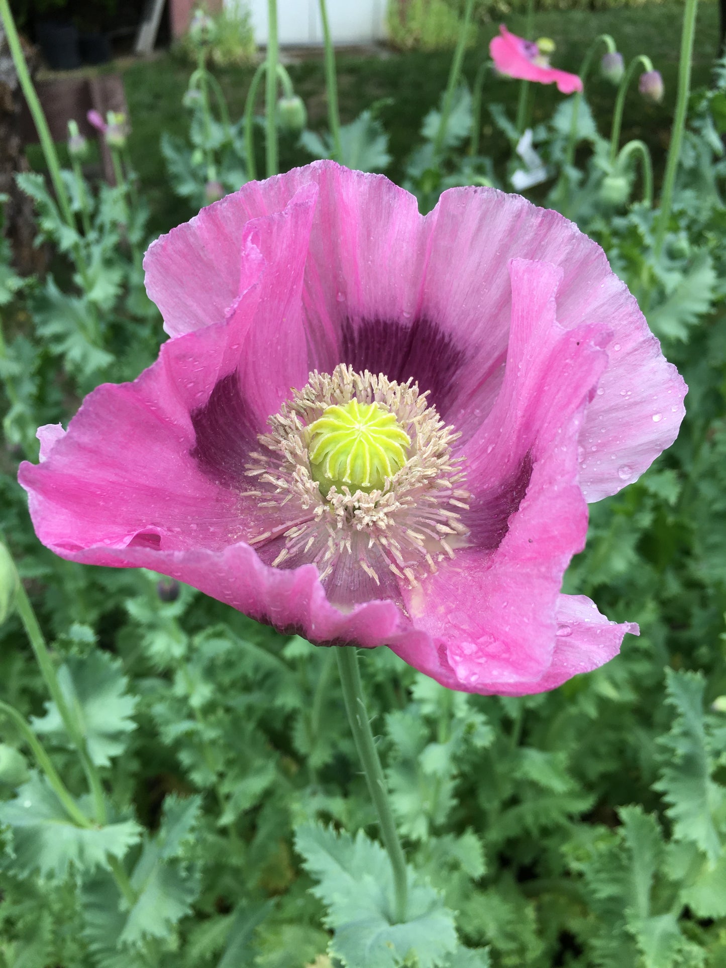 Izmir Hens & Chicks Poppy (500+ seeds)