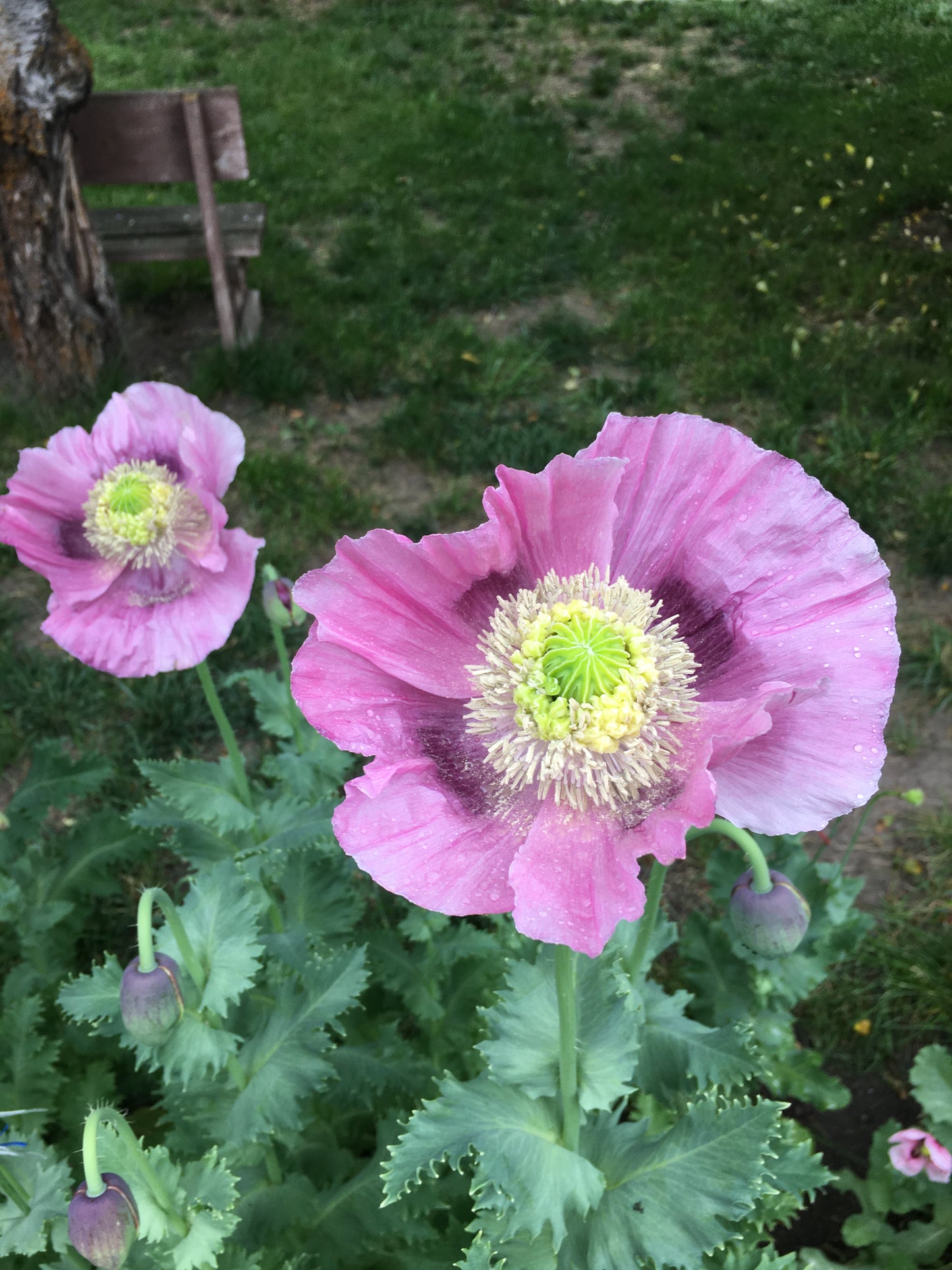 Izmir Hens & Chicks Poppy (500+ seeds)
