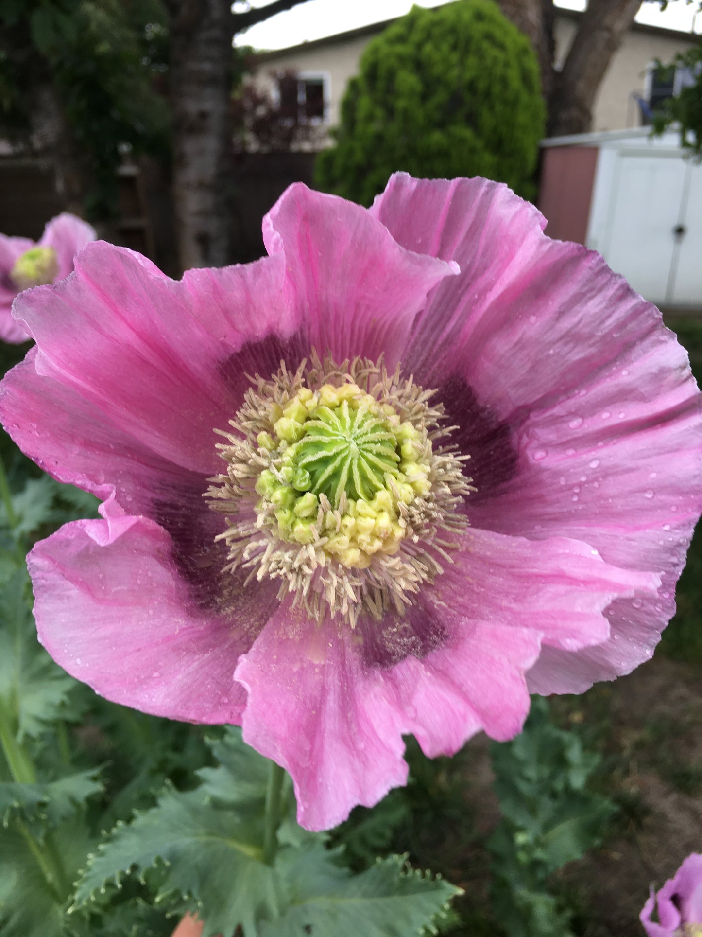 Izmir Hens & Chicks Poppy (500+ seeds)