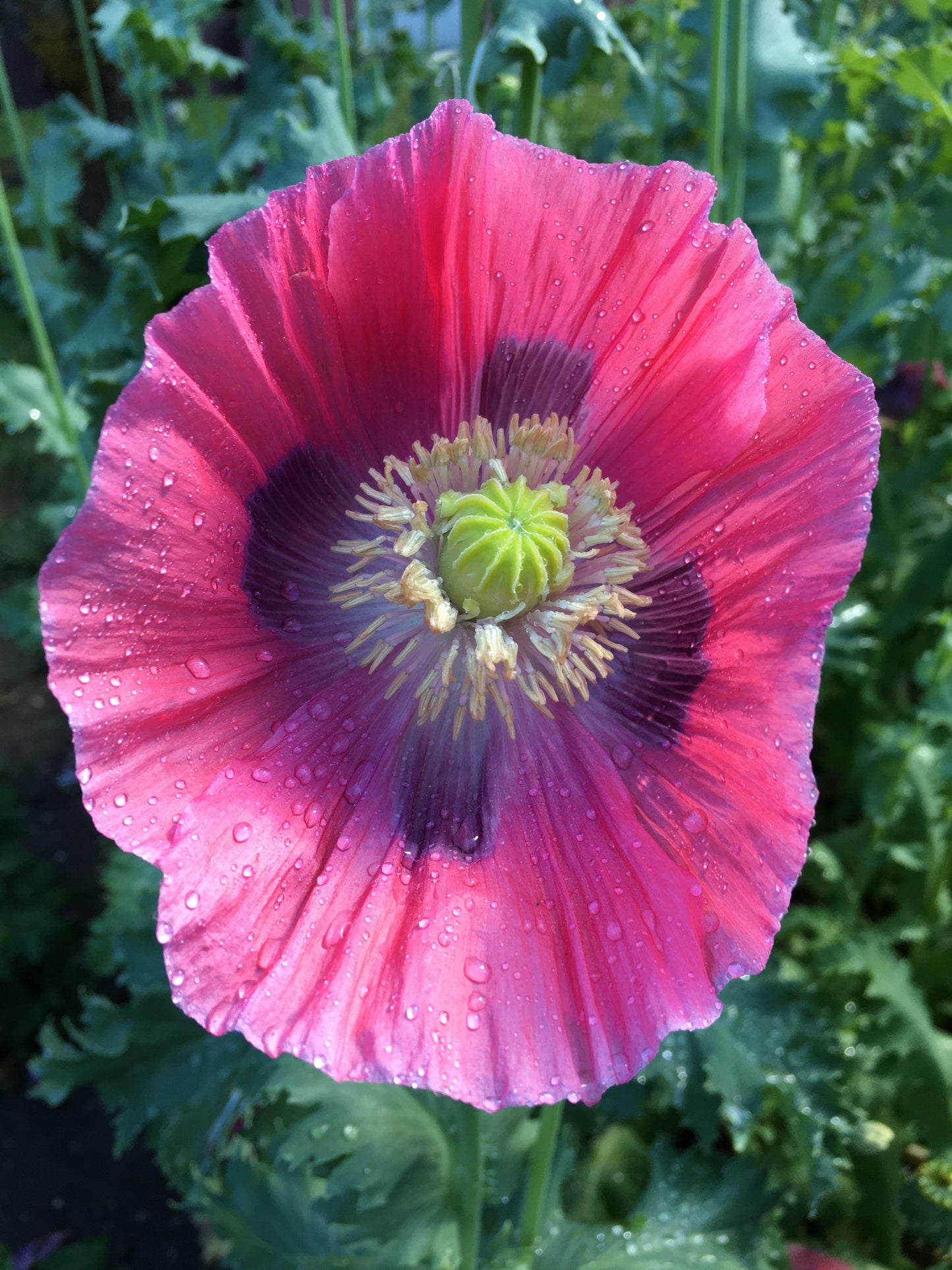 Izmir Hens & Chicks Poppy (500+ seeds)