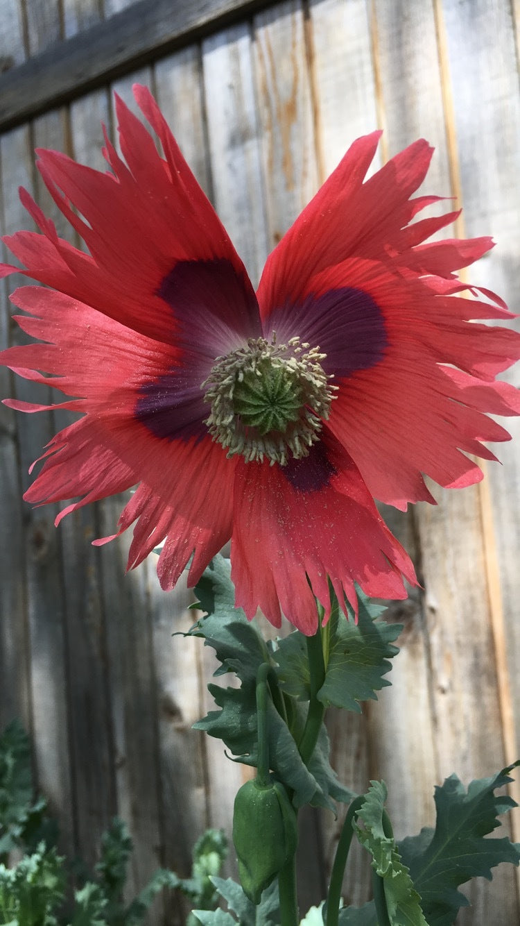 Izmir Garden Mix Poppy (1000+ seeds)