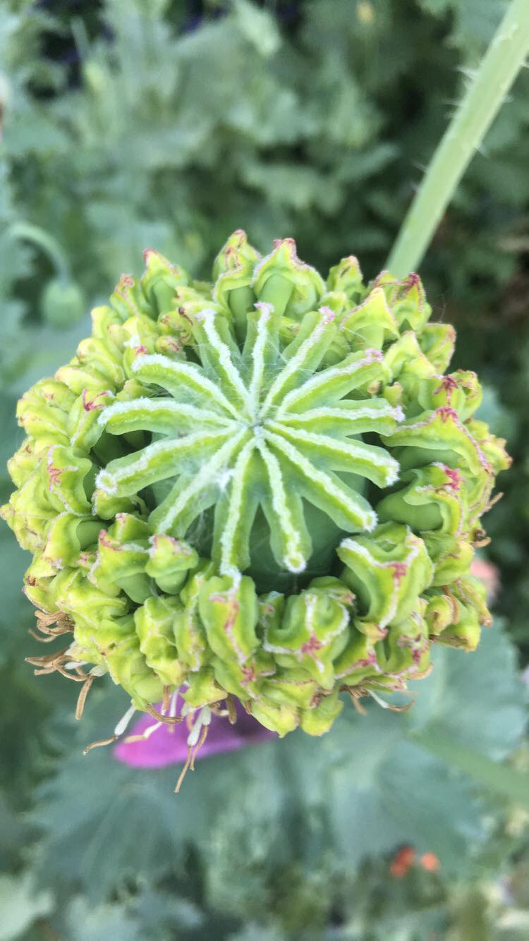 Izmir Hens & Chicks Poppy (500+ seeds)